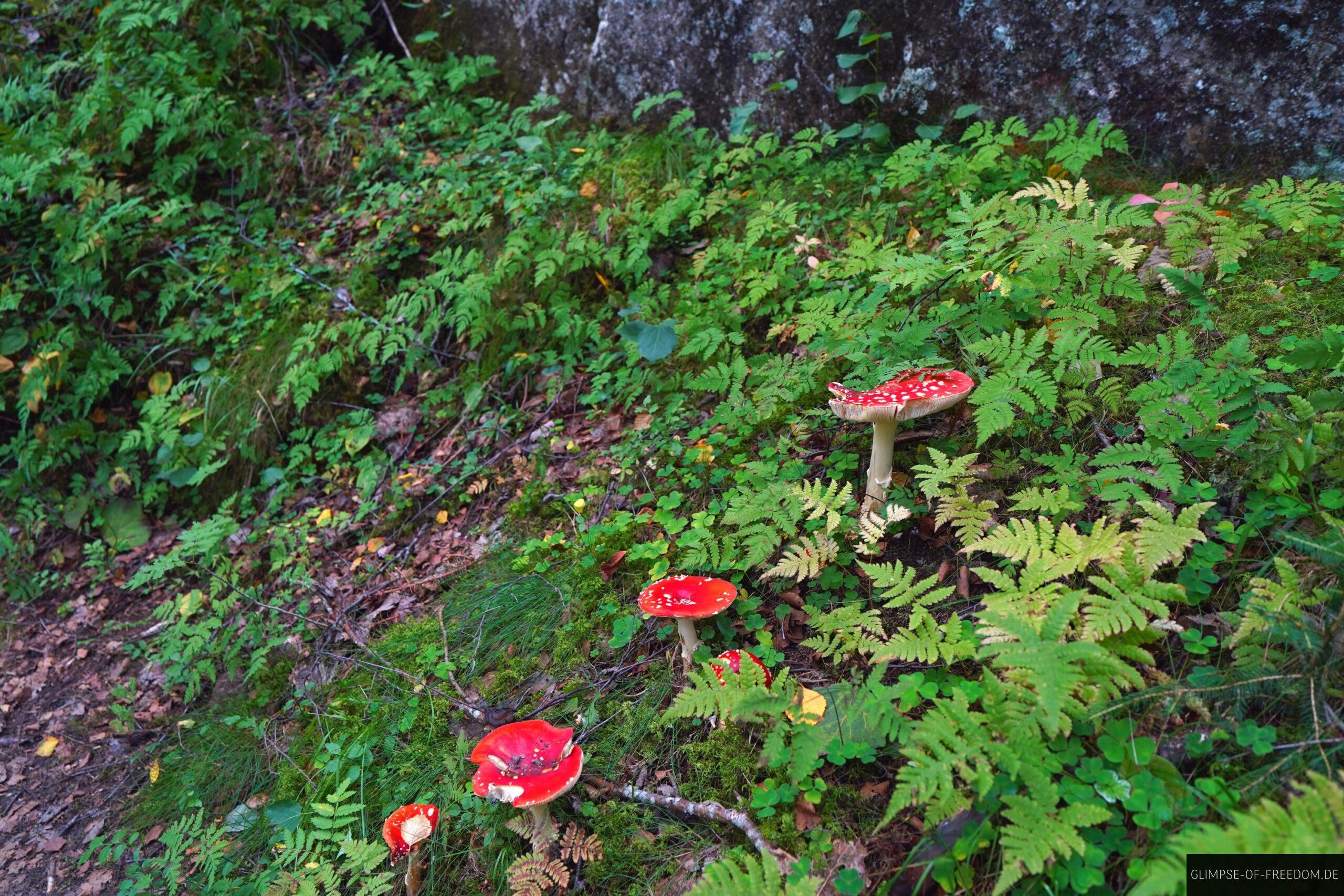 Pilze im norwegischen Wald scaled Pilze im norwegischen Wald