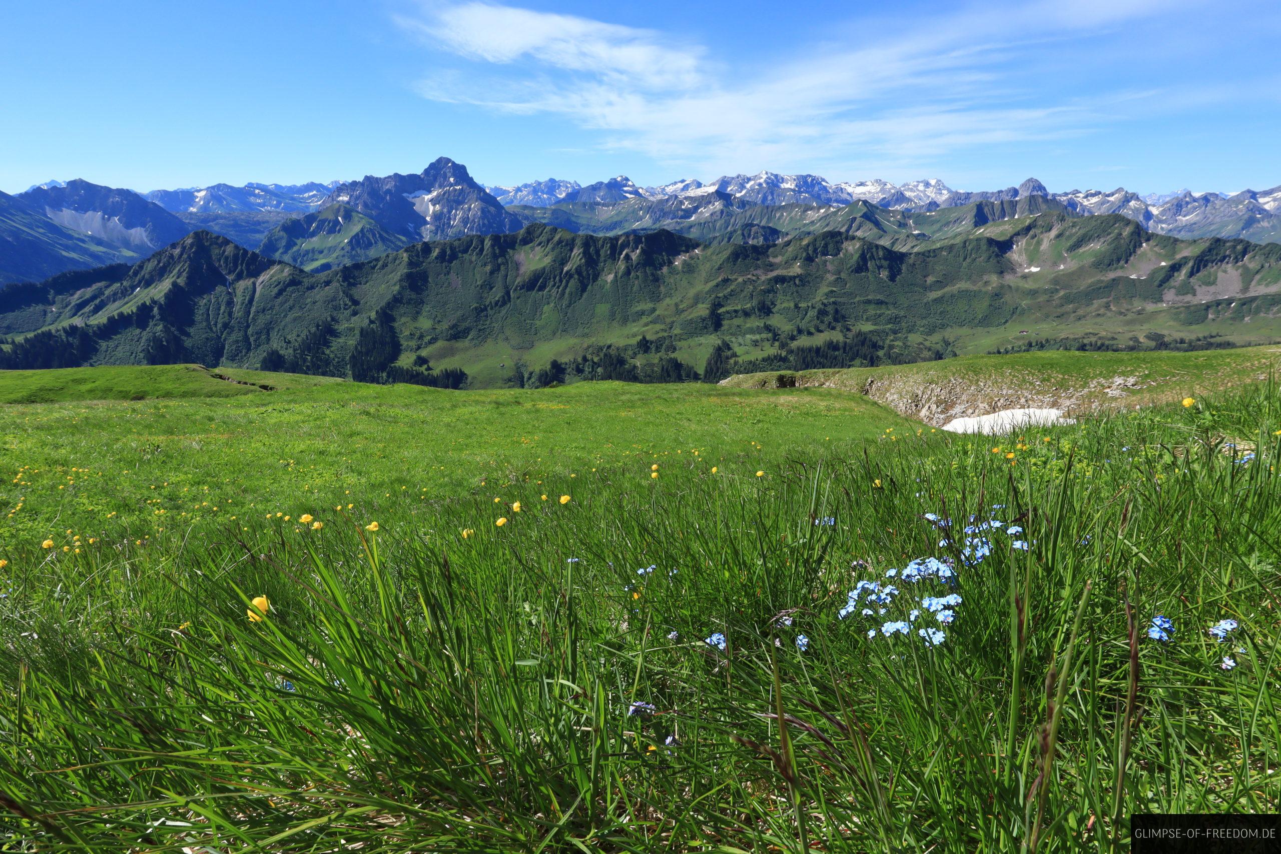 Planzenwelt am Hohen Ifen scaled Planzenwelt am Hohen Ifen