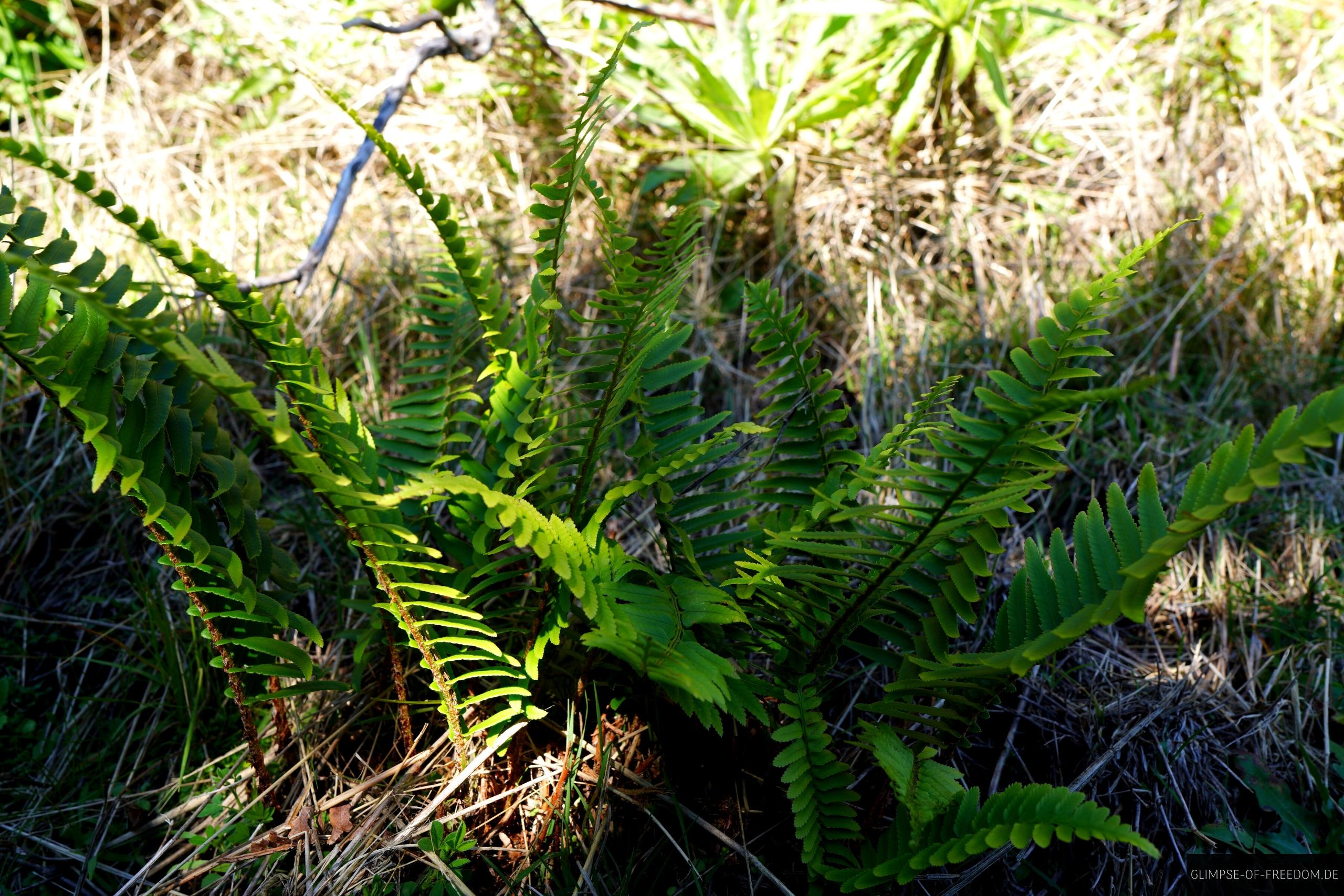 Planzenwelt am Pico do Jorge Planzenwelt am Pico do Jorge