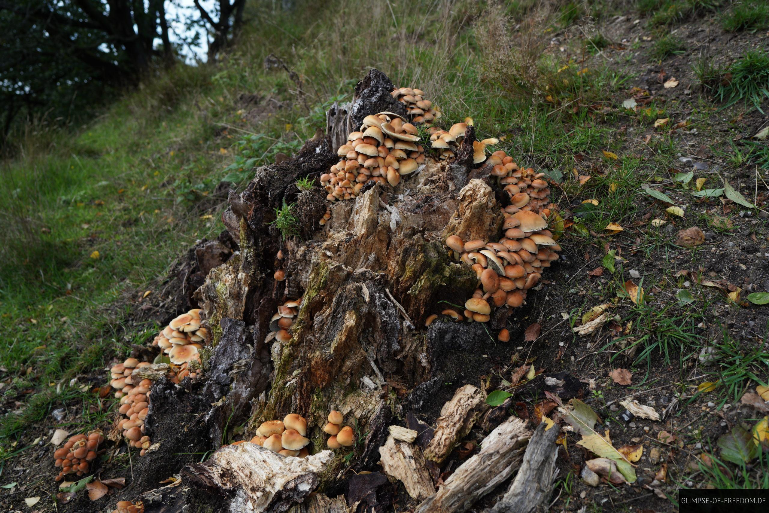 Plize am Baumstumpf am Mariager Fjord scaled Plize am Baumstumpf am Mariager Fjord