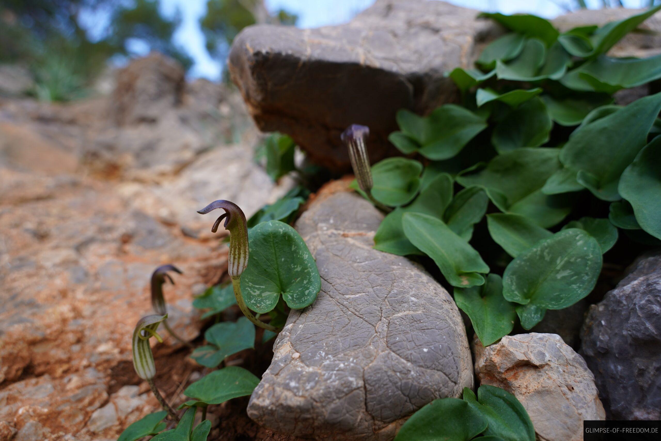 Port de Soller Pflanzenwelt scaled Port de Soller Pflanzenwelt