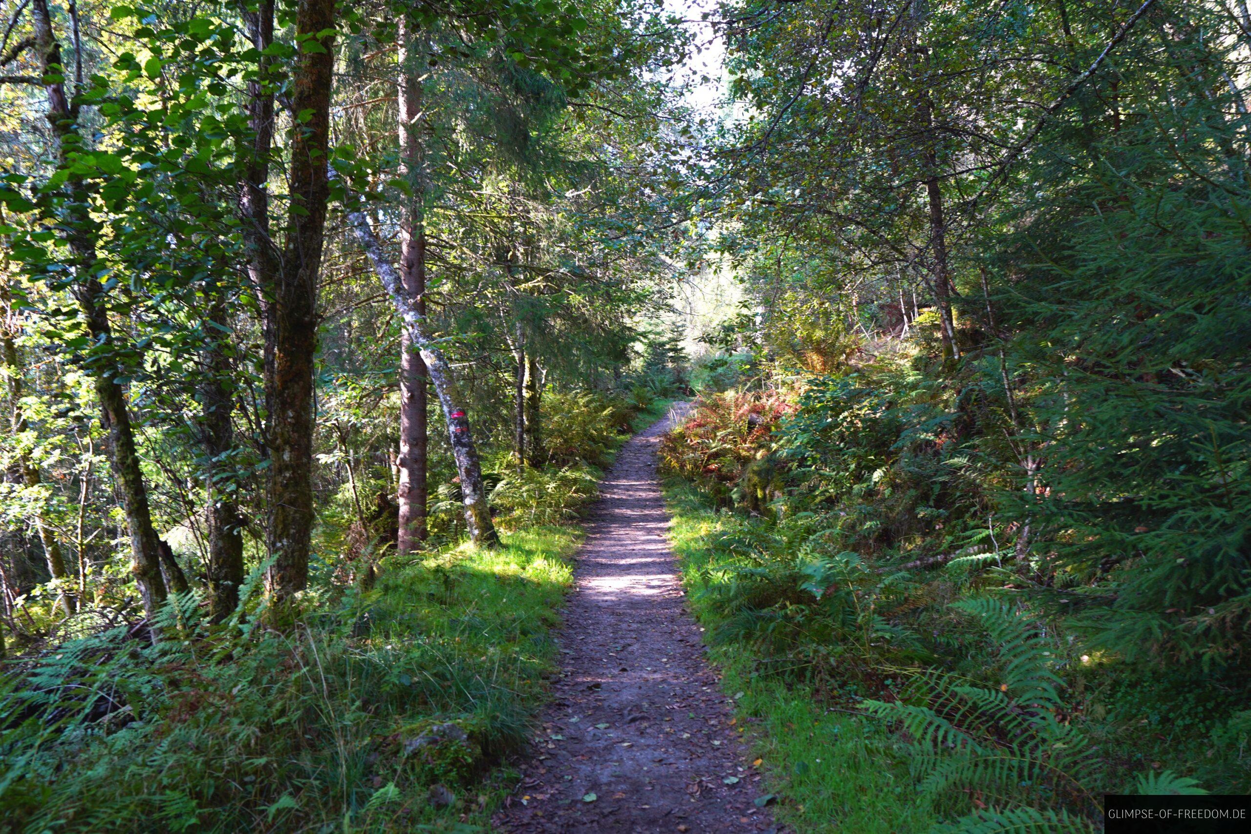 Raudmelen Waldweg scaled Raudmelen Waldweg