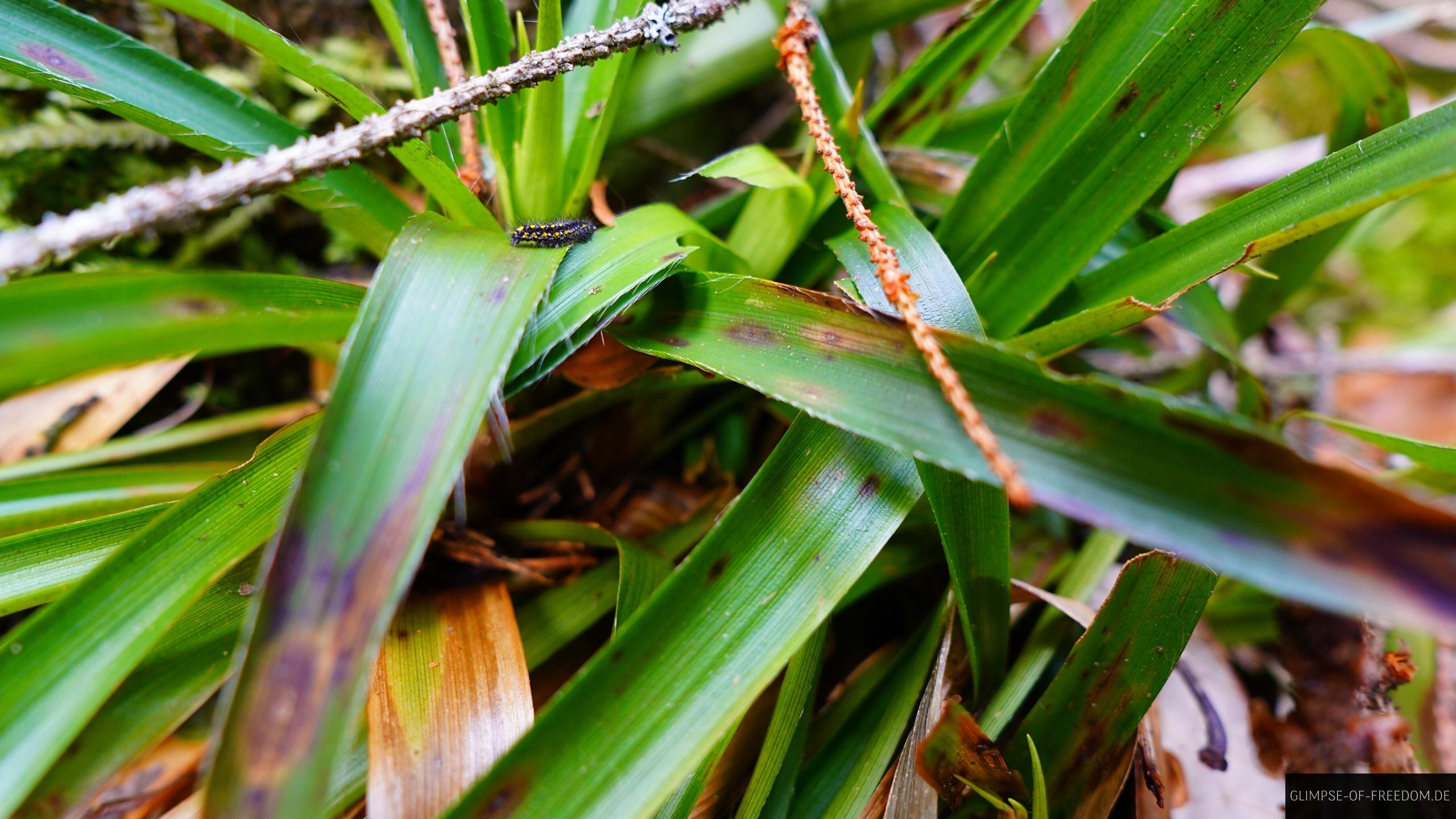 Raupe im Wald Frankreichs Raupe im Wald Frankreichs