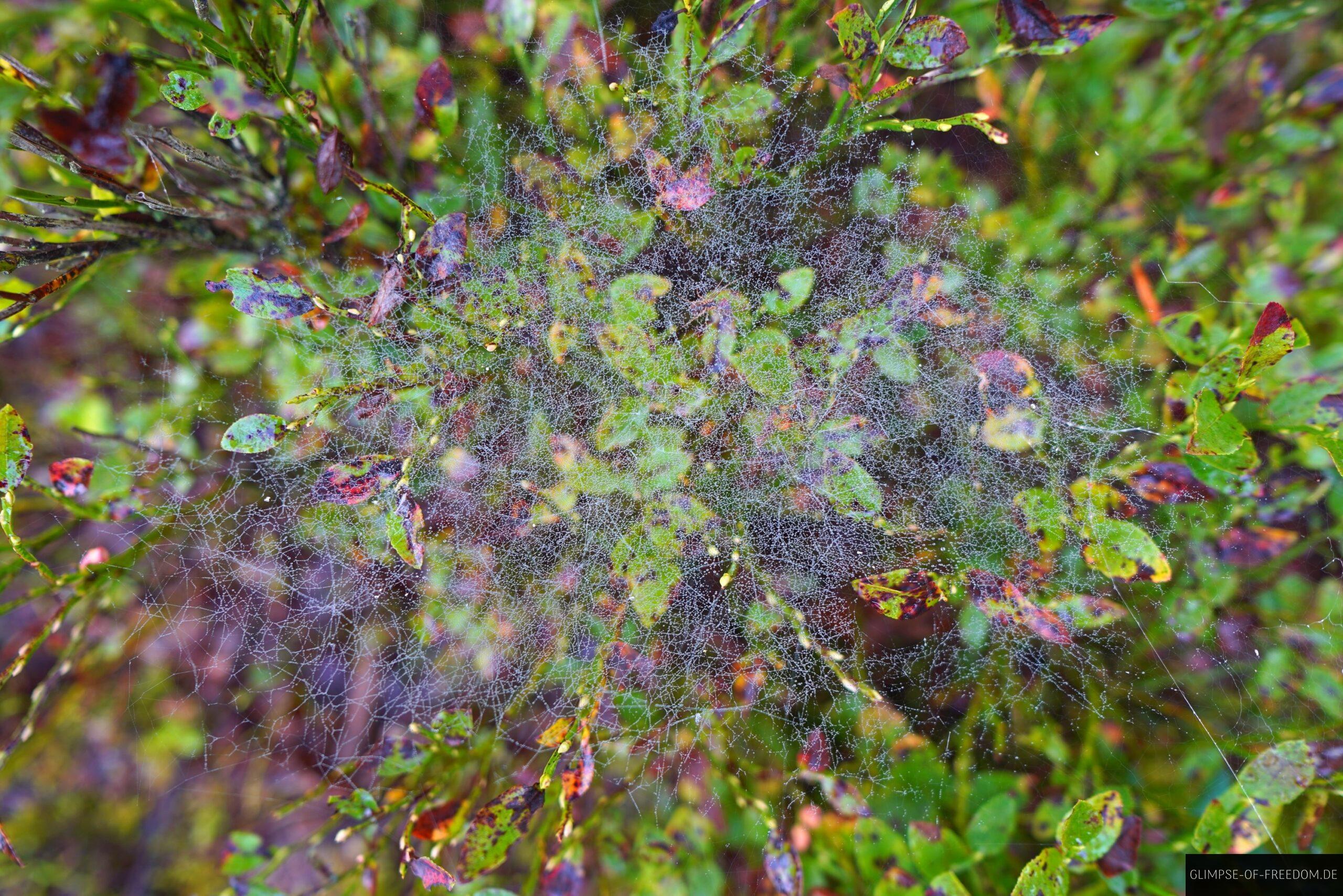 Raupennetze an der Lueneburger Heide scaled Raupennetze an der Lüneburger Heide