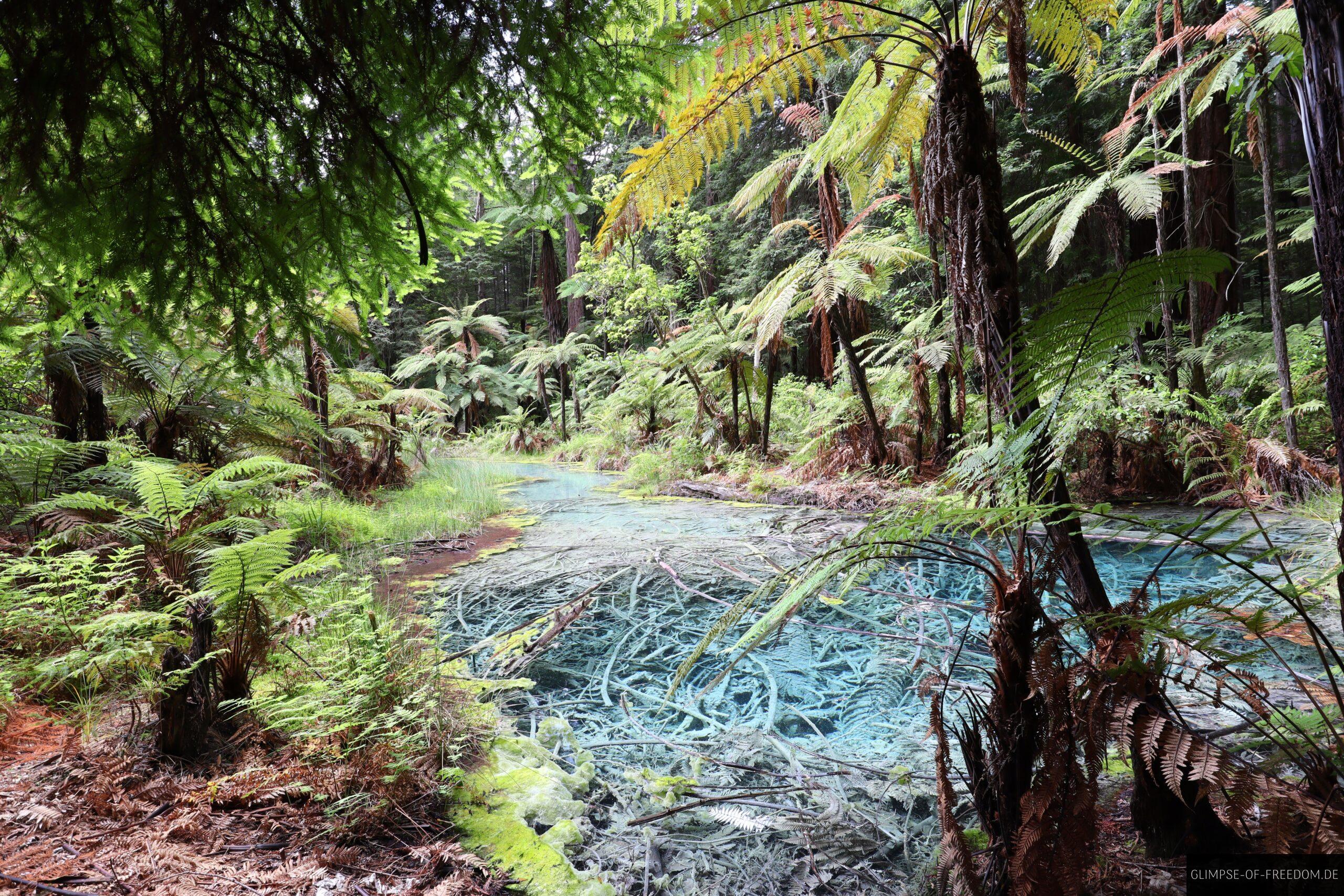 Redwood Forest Neuseeland Tuerkisfarbeneer Teich scaled Redwood Forest Neuseeland Türkisfarbeneer Teich