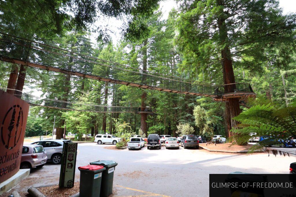 Redwood Forest Treewalk