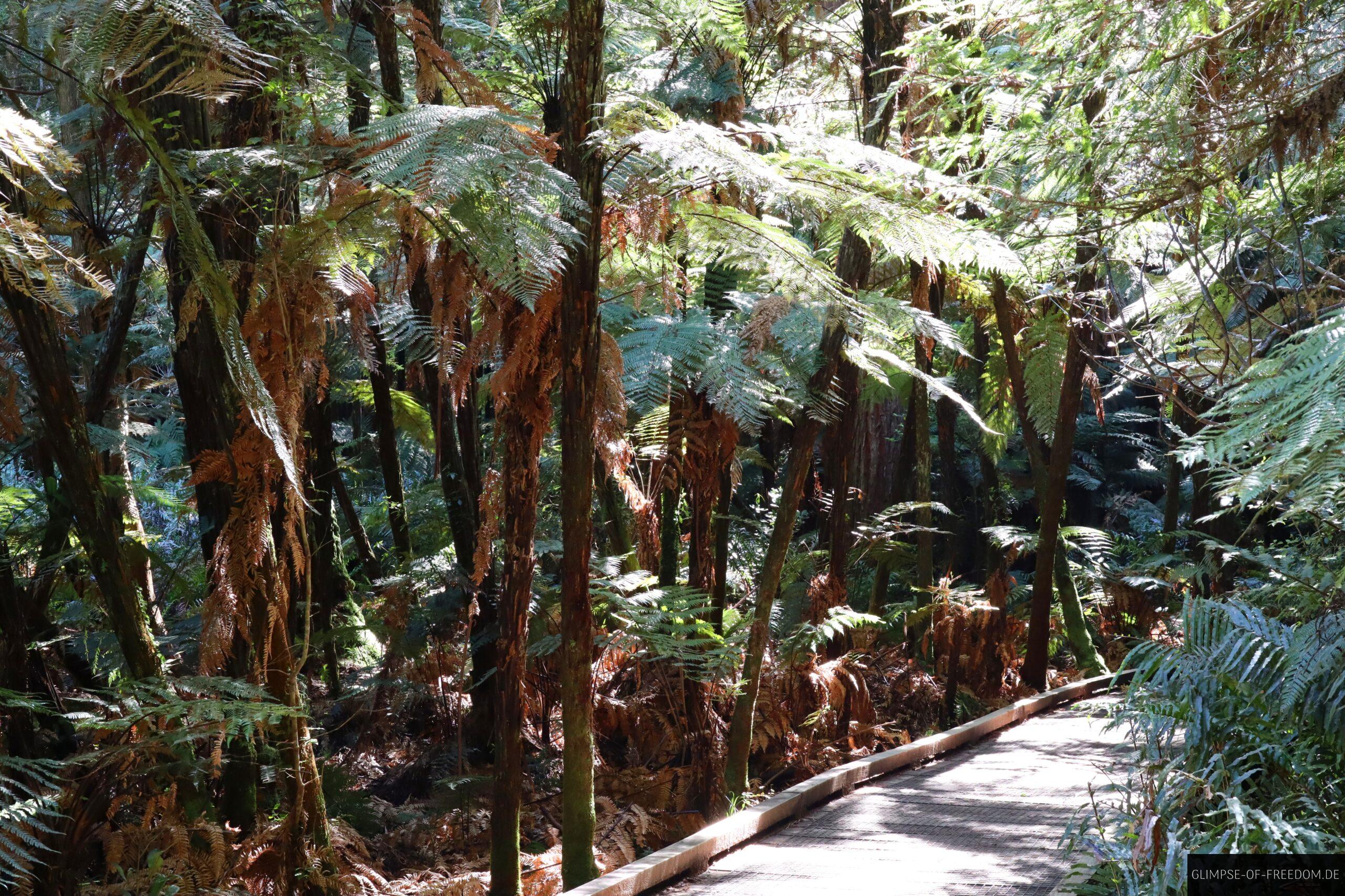 Redwood Forest Walkway Rotorua scaled Redwood Forest Walkway Rotorua