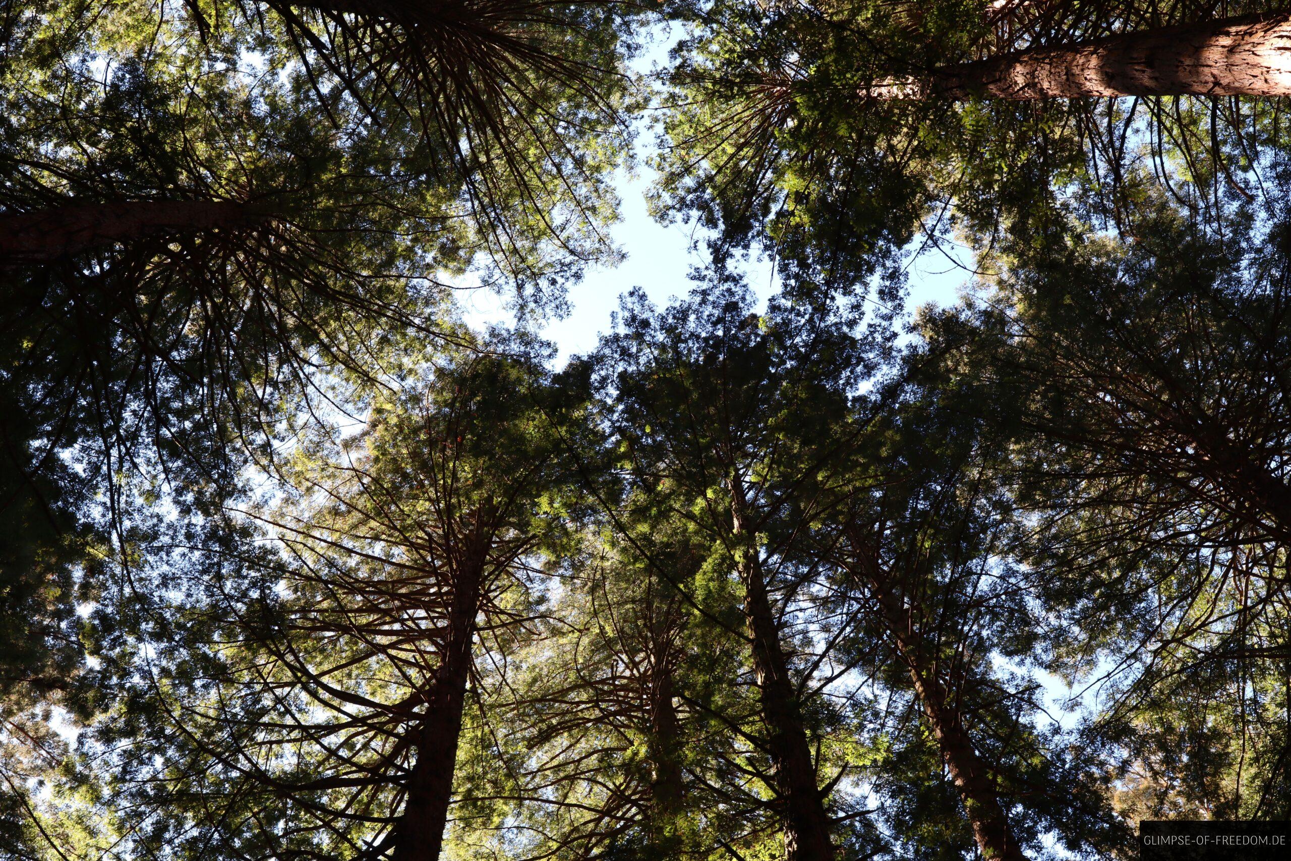 Redwoods Baumkronen scaled Redwoods Baumkronen