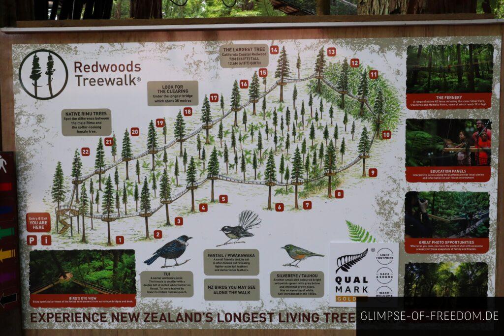 Redwoods Treewalk Neuseeland