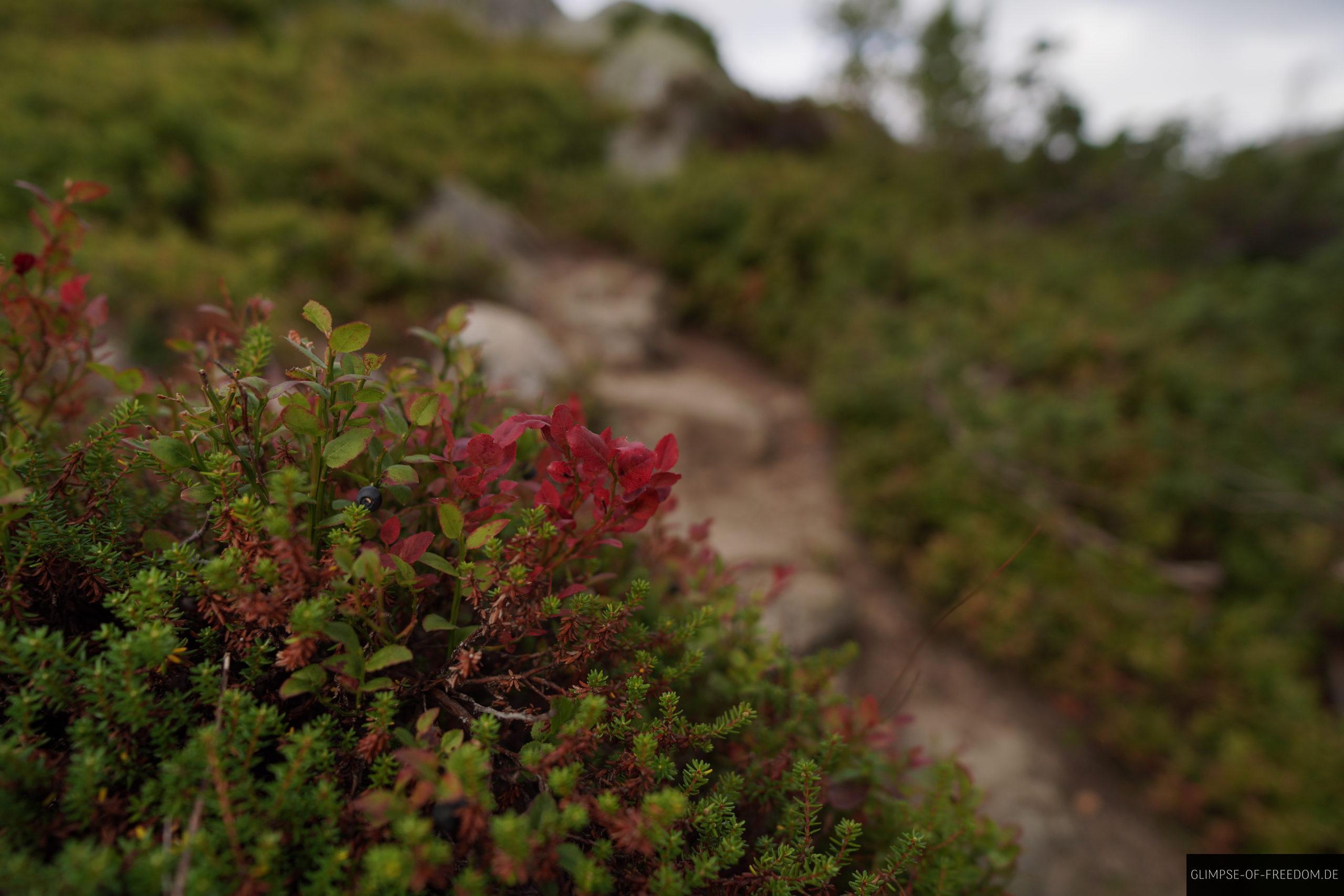 Reinanuten Norwegen Pflanzenwelt scaled Reinanuten Norwegen Pflanzenwelt