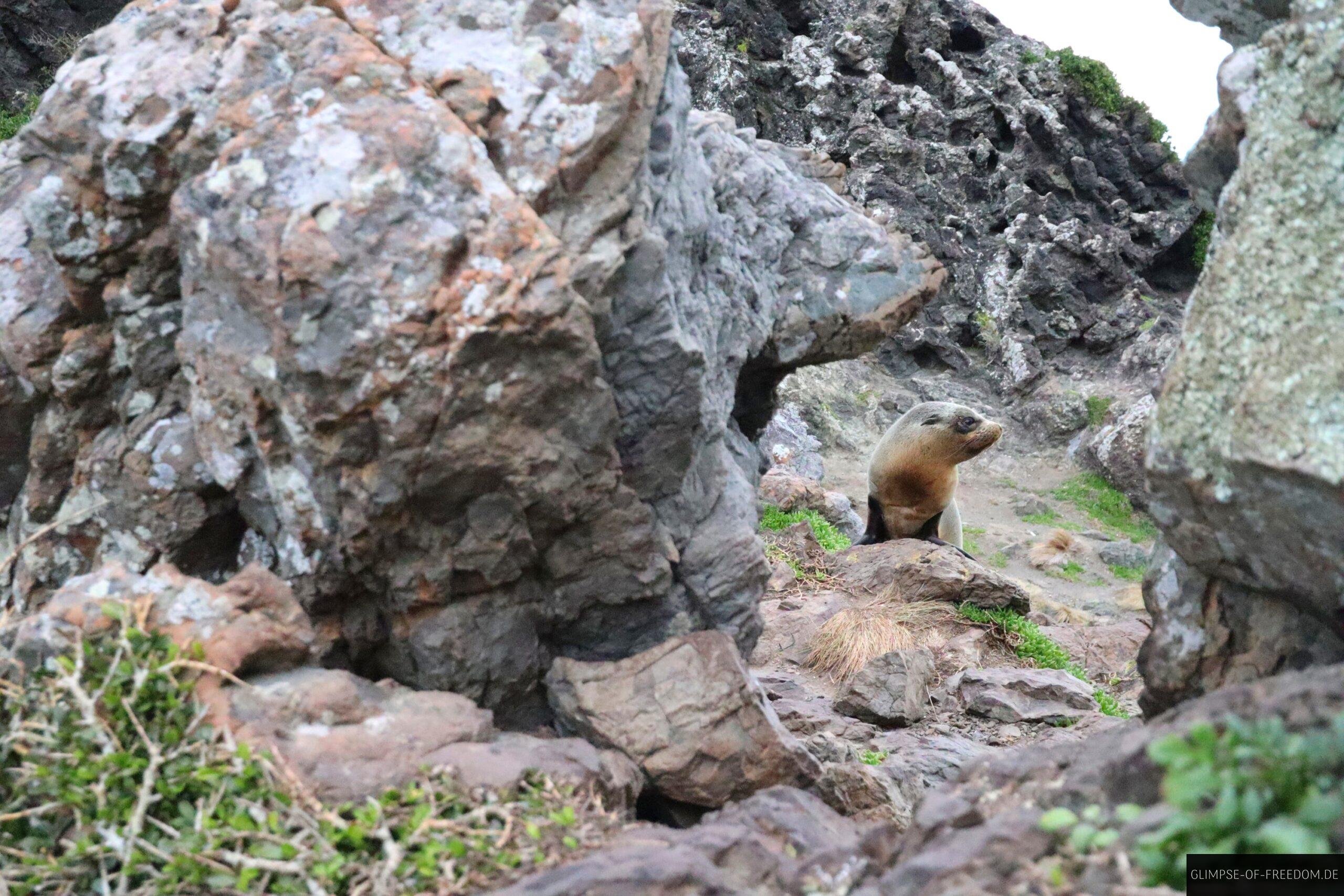 Robbe an der felsigen Kueste scaled Robbe an der felsigen Küste