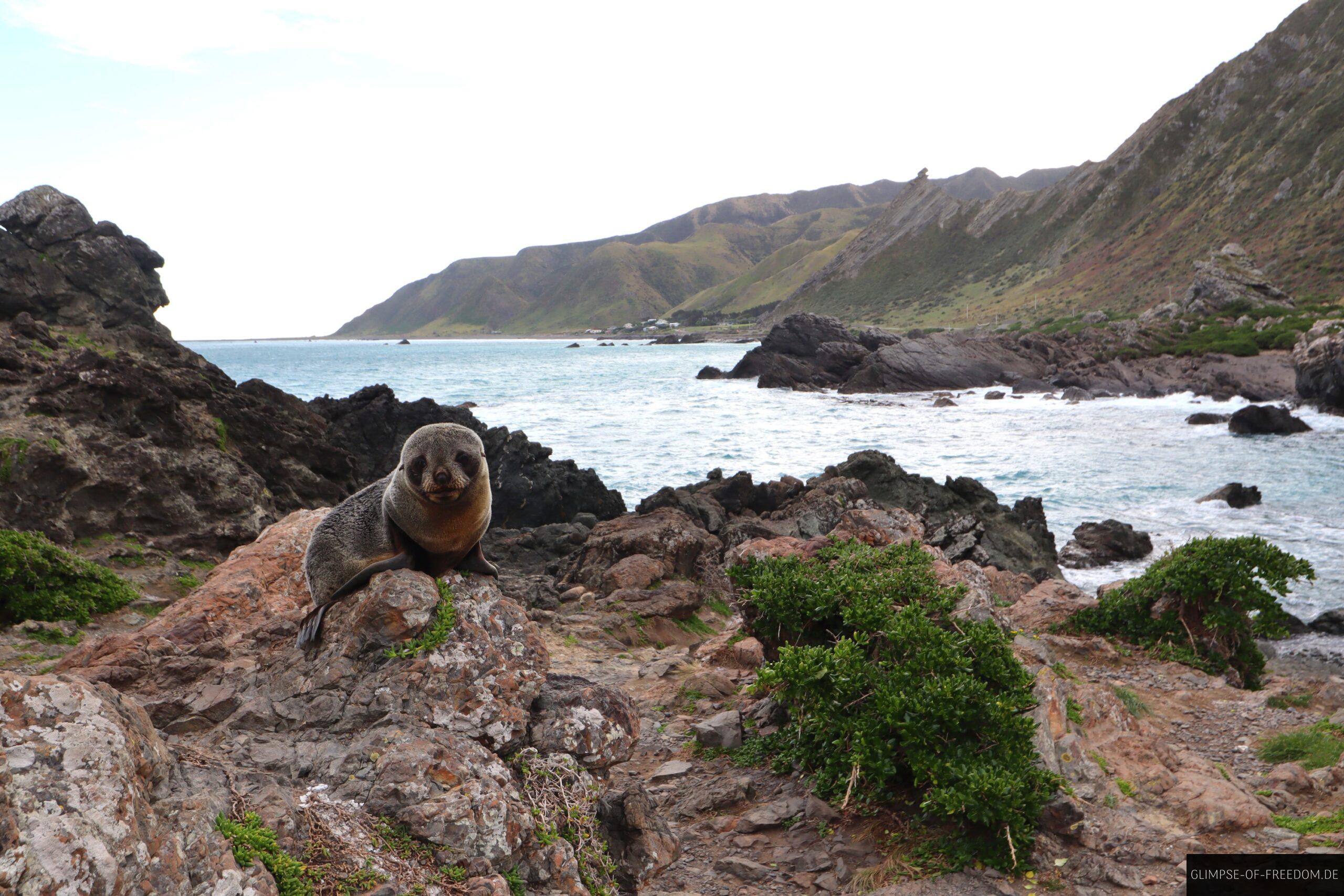 Robbenkolonie am suedlichsten Punkt der Nordinsel Neuseelands scaled Robbenkolonie am südlichsten Punkt der Nordinsel Neuseelands