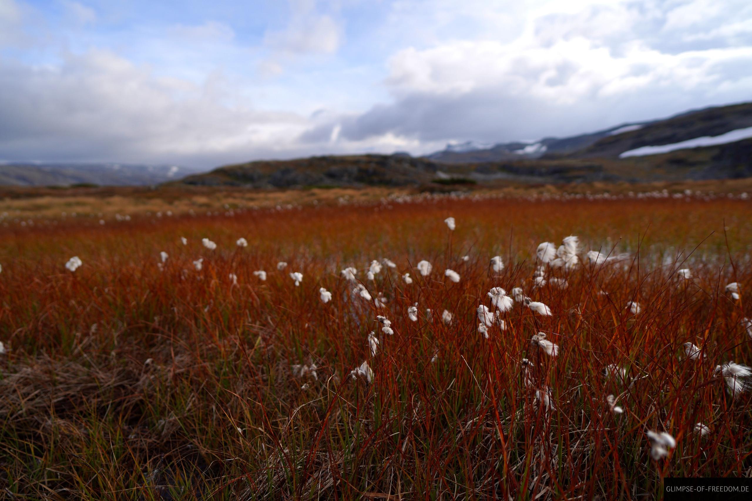 Rot weisse Planzen am Flotvatnet See Rot weisse Planzen am Flotvatnet See