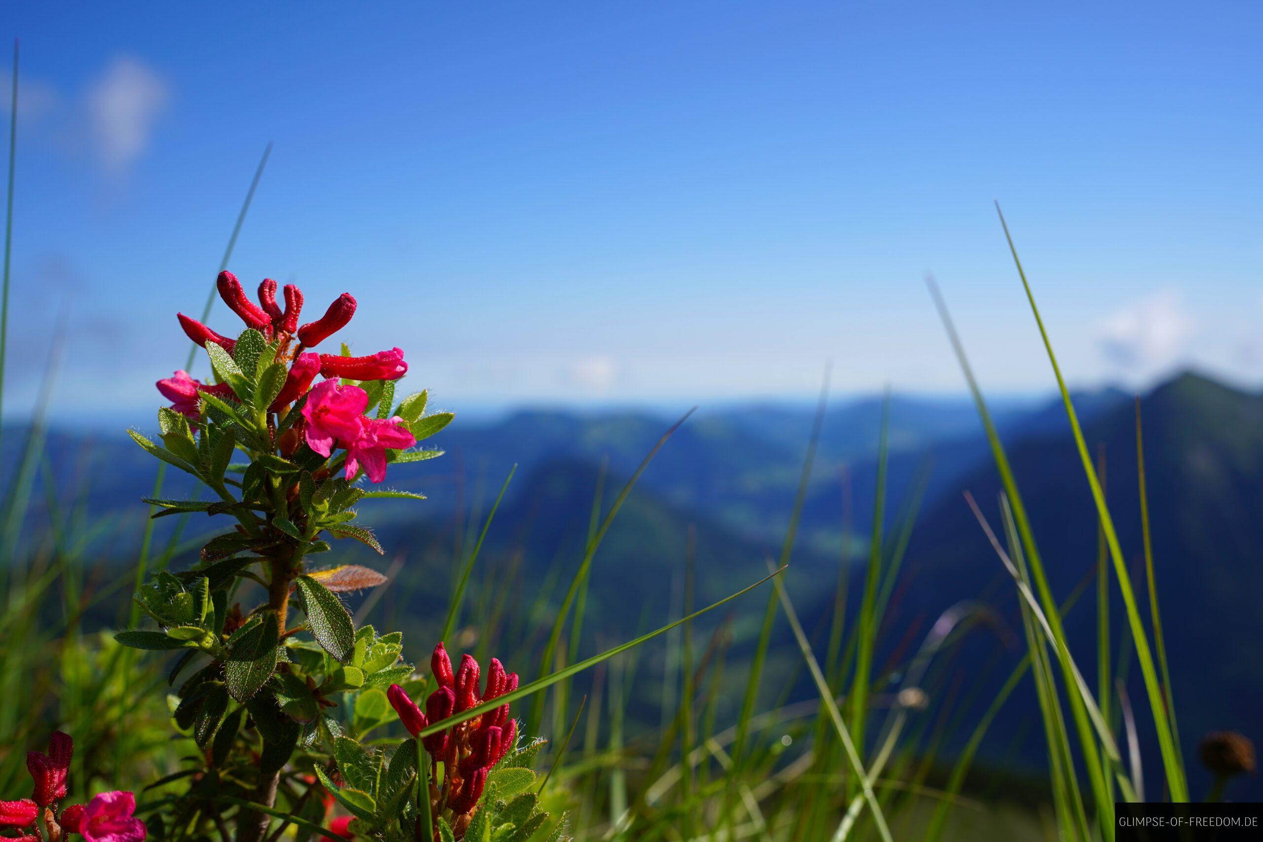 Rote Bergblume am Entschenkopf scaled Rote Bergblume am Entschenkopf