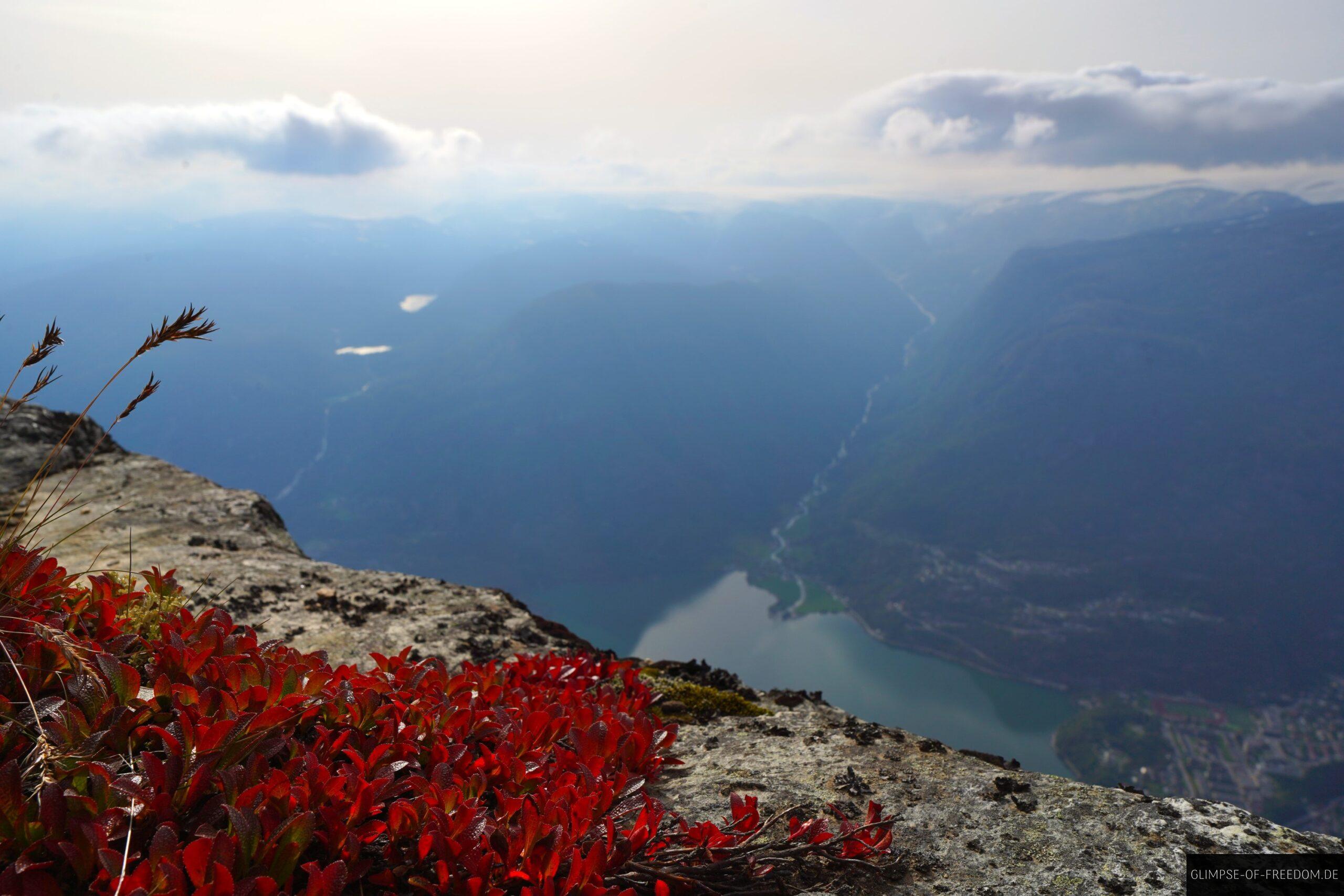Rote Bergblumen mit See und Bergen im Hintergrund scaled Rote Bergblumen mit See und Bergen im Hintergrund