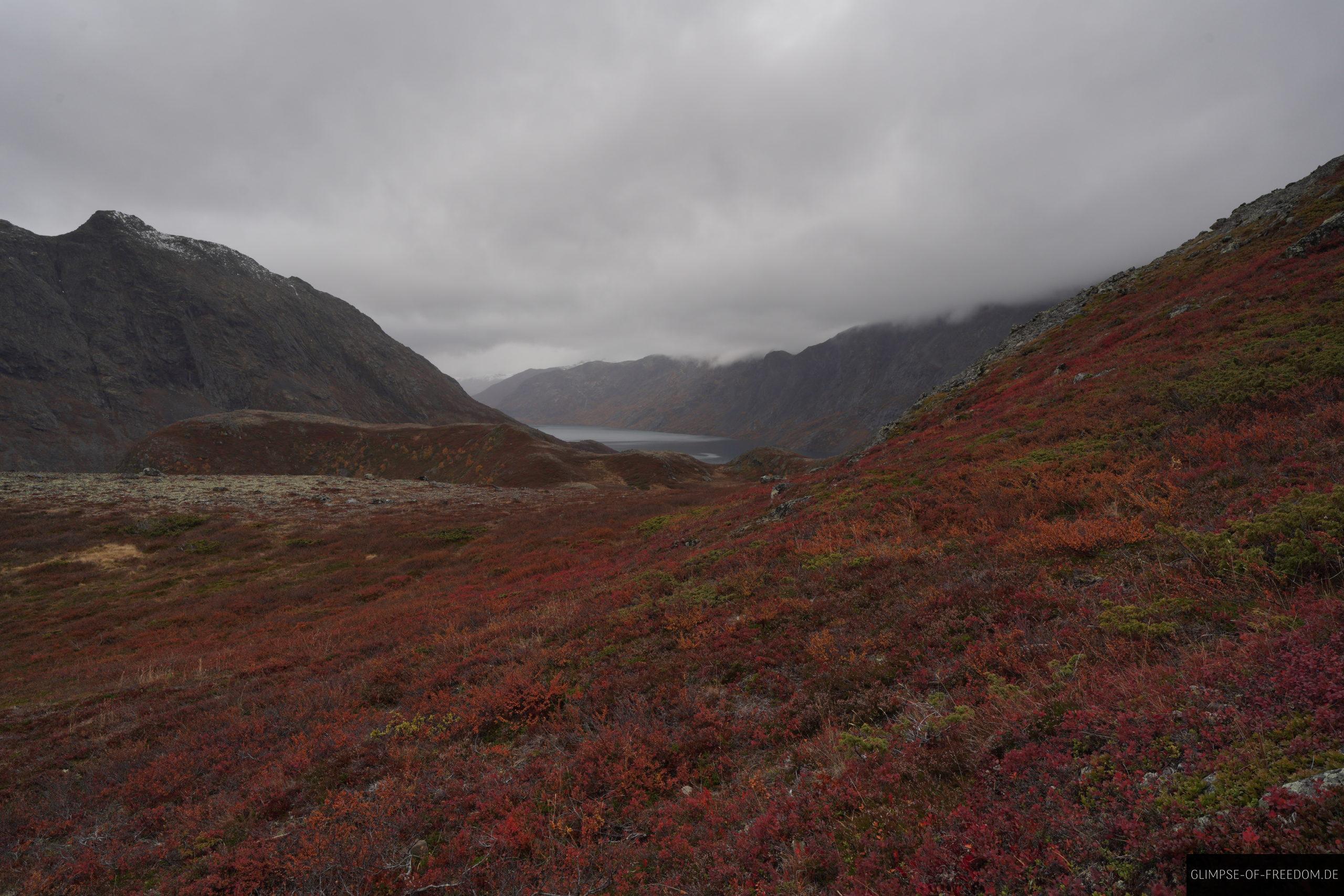 Rote Pflanzenwelt scaled Rote Pflanzenwelt