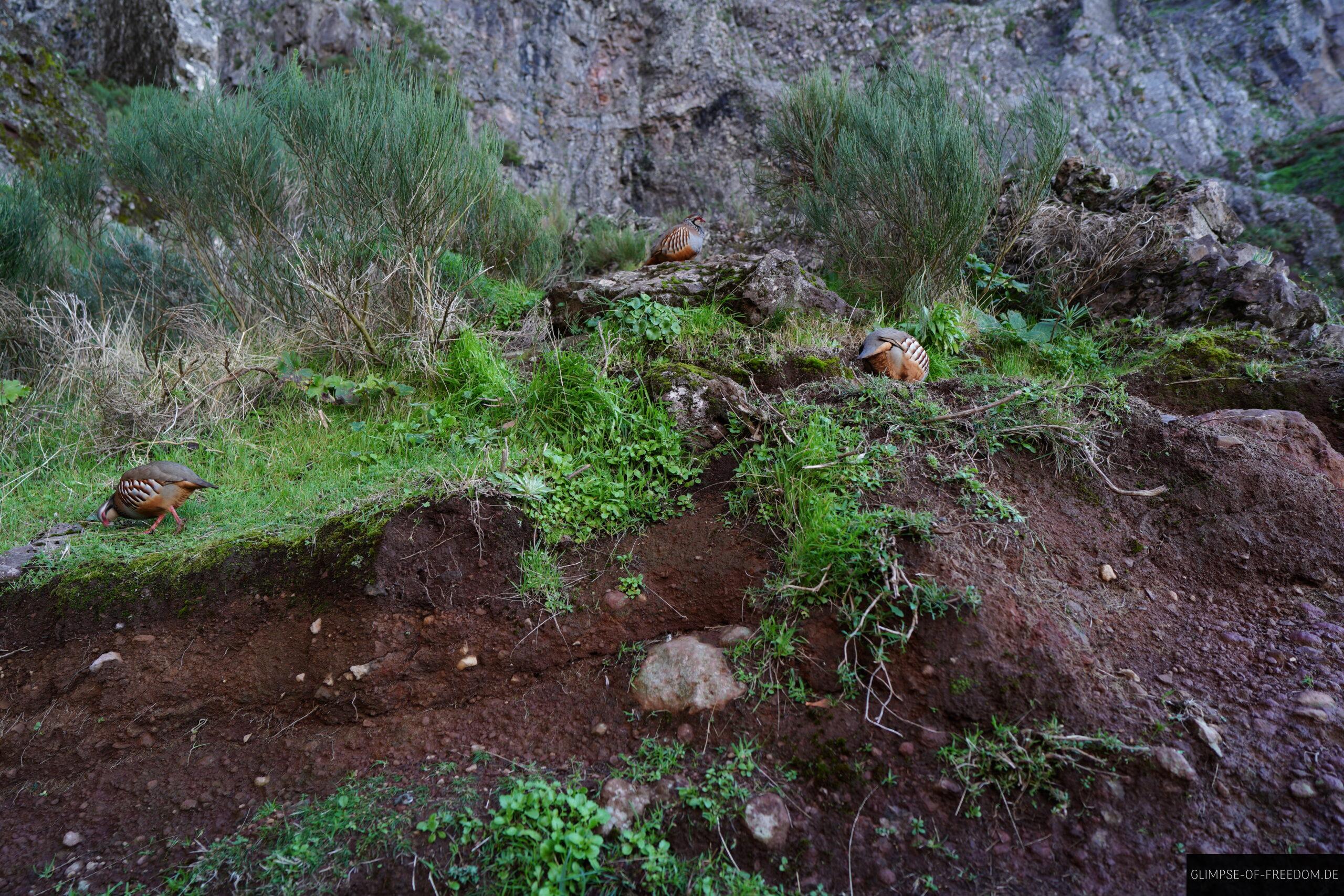 Rothuehner auf der Pico do Arieiro Pico Ruivo Wanderung scaled Rothühner auf der Pico do Arieiro Pico Ruivo Wanderung