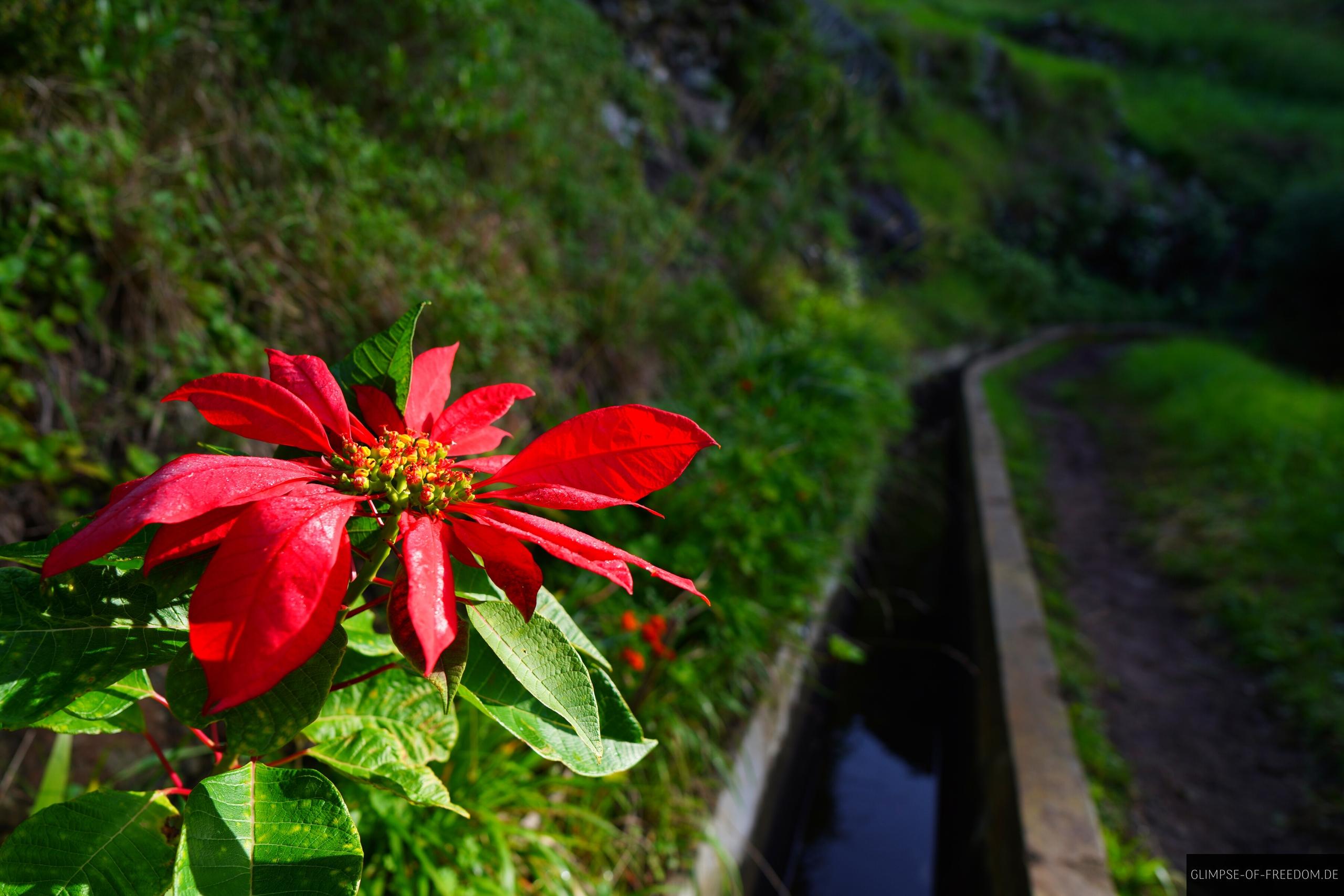 Route Blume an der Levada do Canical Rote Blume an der Levada do Canical