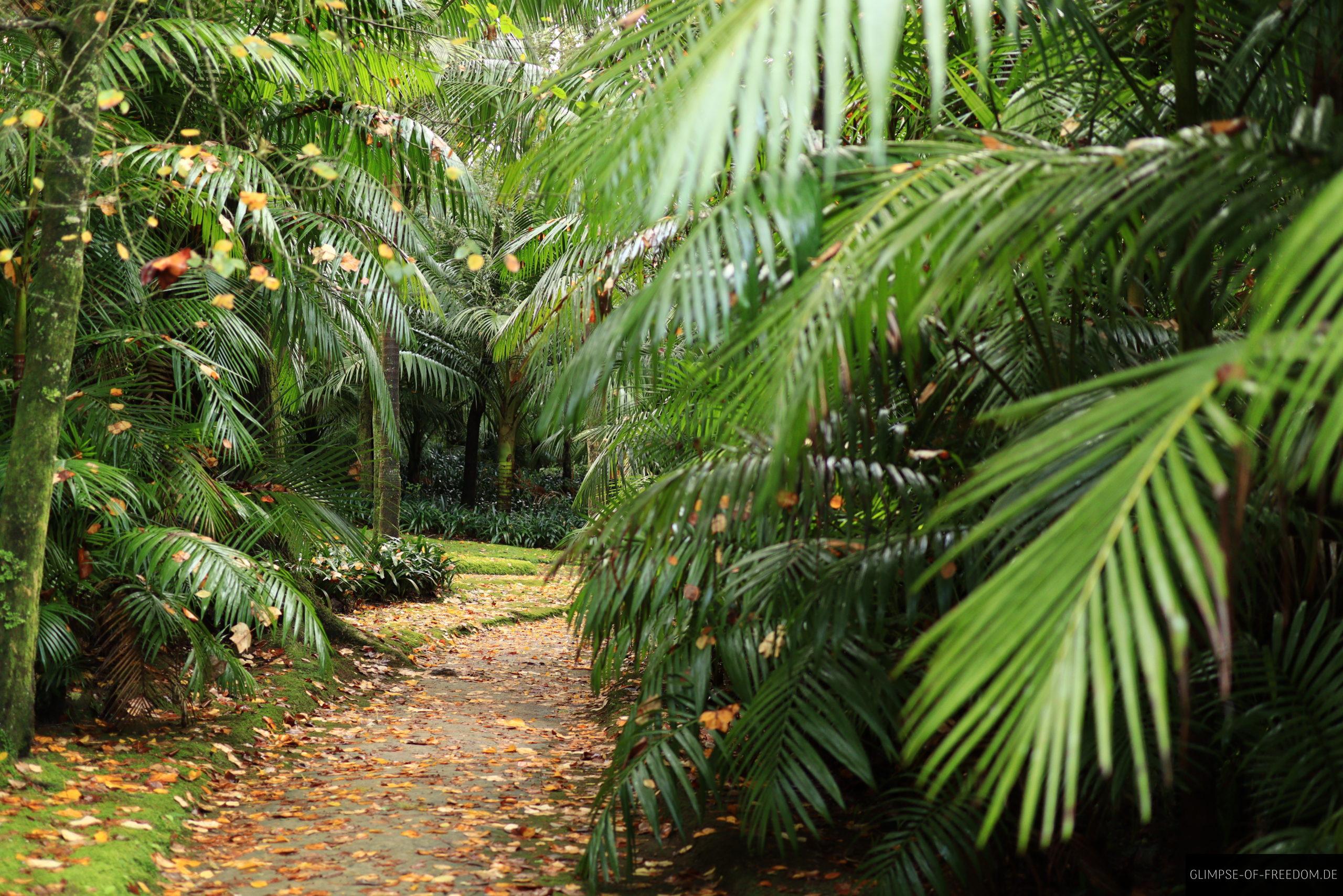 Routen durch den Terra Nostra Park scaled Routen durch den Terra Nostra Park