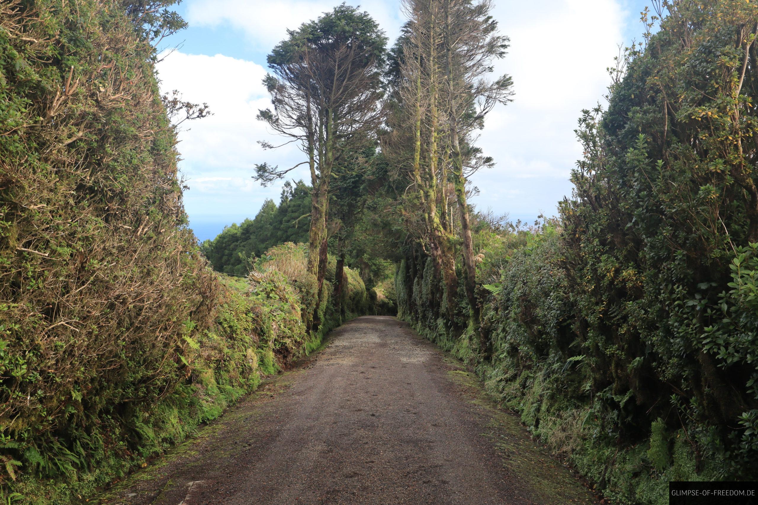 Sao Miguel Alee scaled Sao Miguel Alee