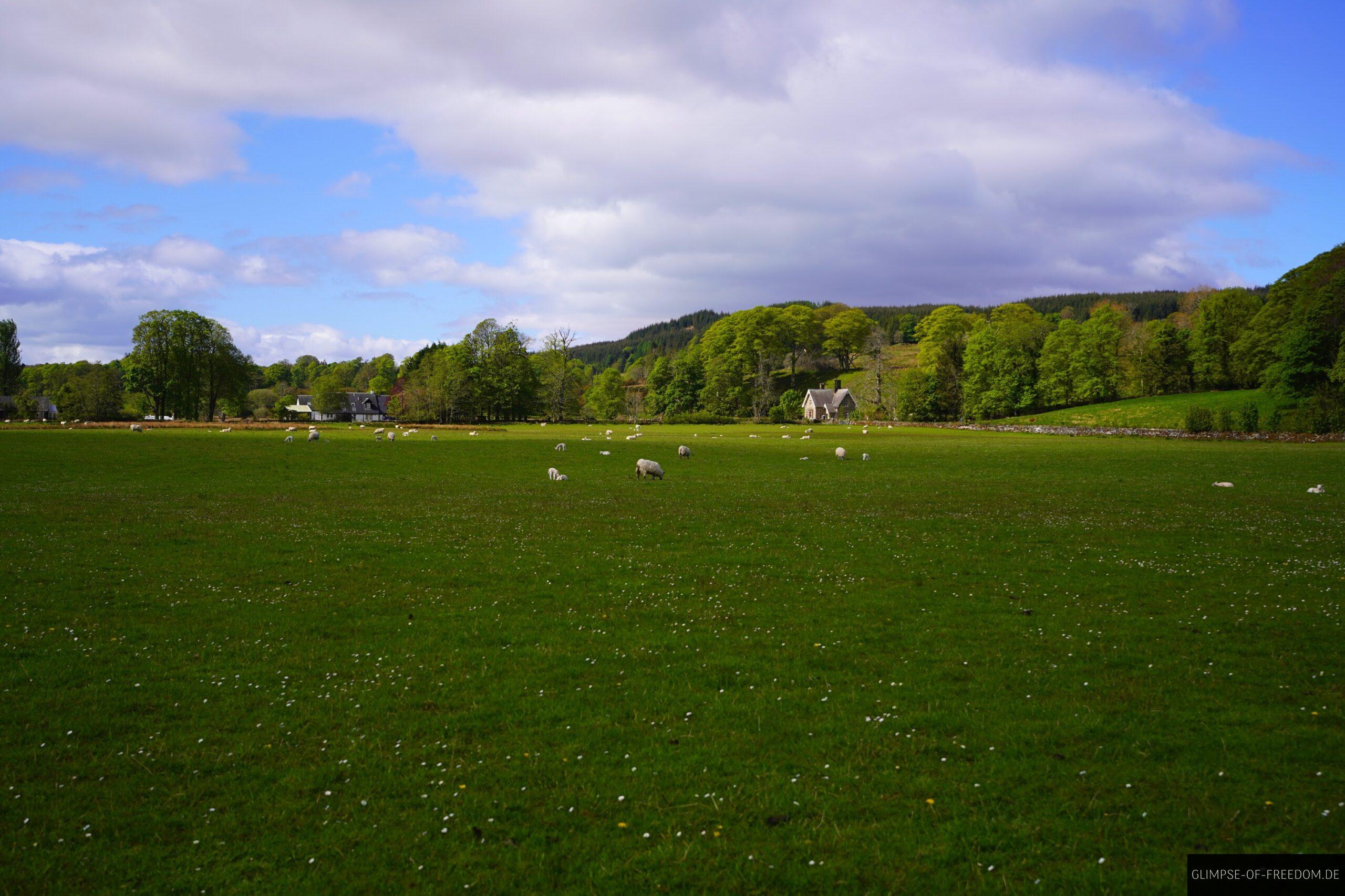 Schaafe weiden an den Standing Stones in Schottland scaled Schaafe weiden an den Standing Stones in Schottland