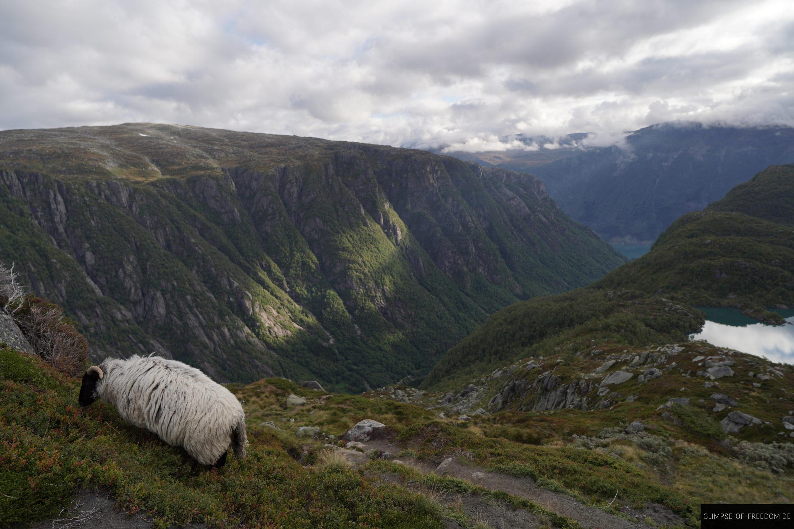 Schaf am Reinanuten Berg scaled Schaf am Reinanuten Berg