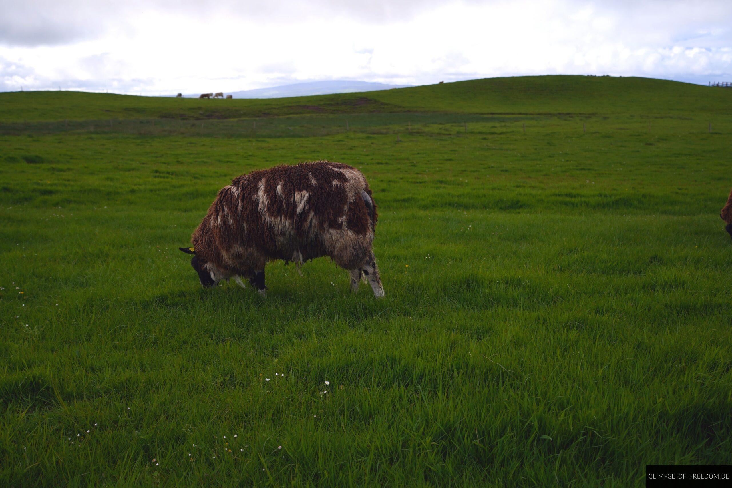 Schaf an den Cliffs of Moher scaled Schaf an den Cliffs of Moher