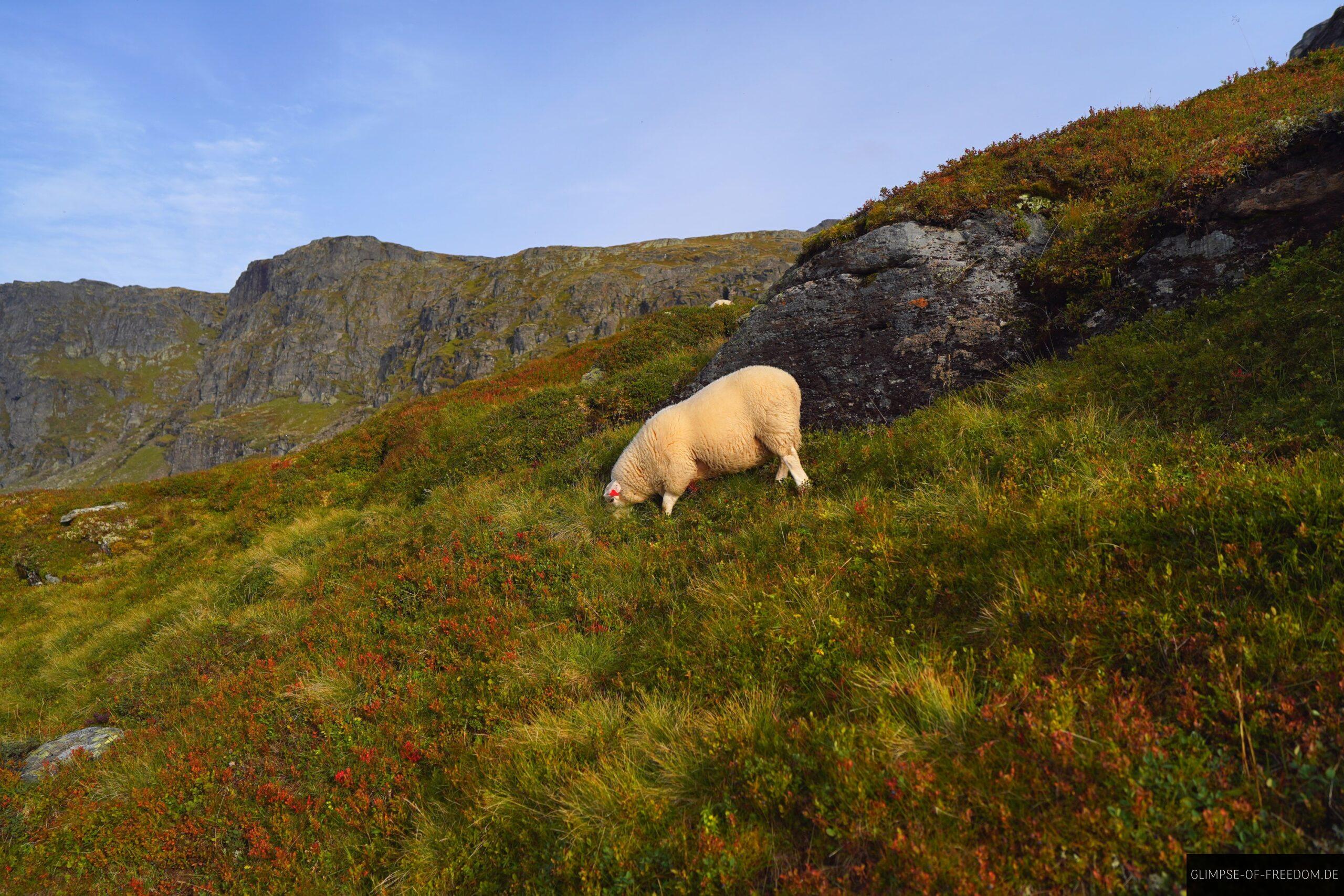 Schaf in norwegischer Berglandschaft scaled Schaf in norwegischer Berglandschaft