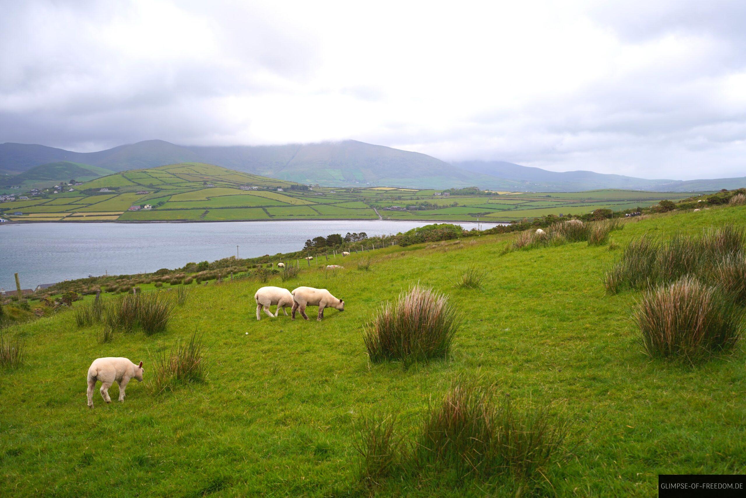 Schafe Gruenflaeche und Meer scaled Schafe, Grünfläche und Meer