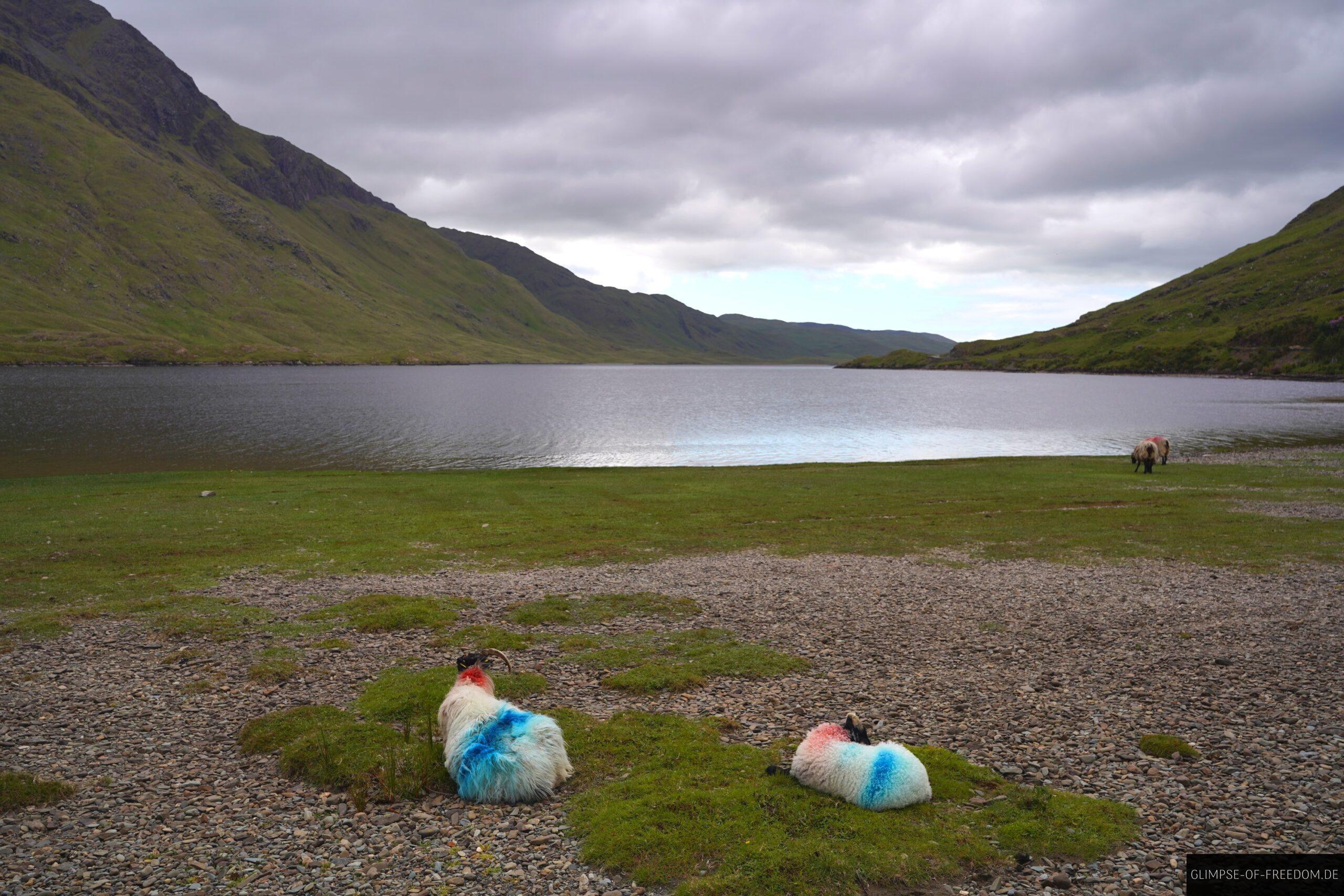 Schafe am Doo Lough scaled Schafe am Doo Lough