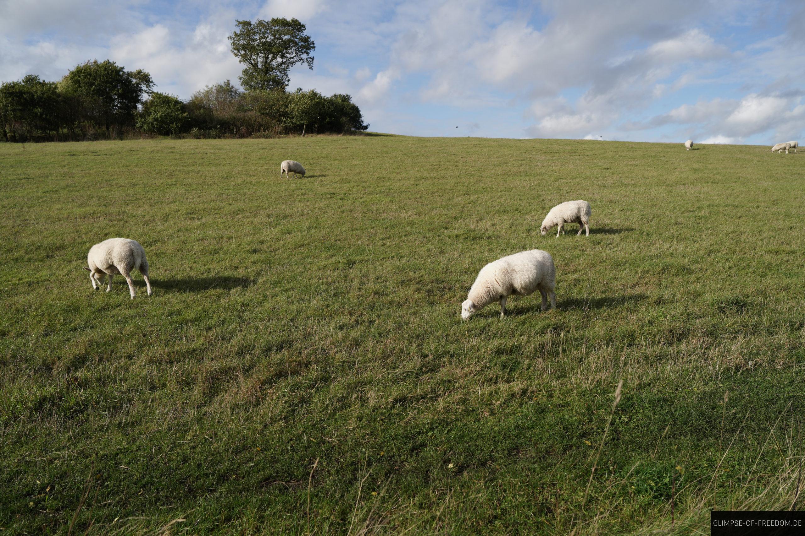 Schafe am Mariager Fjord Daenemark scaled Schafe am Mariager Fjord Dänemark