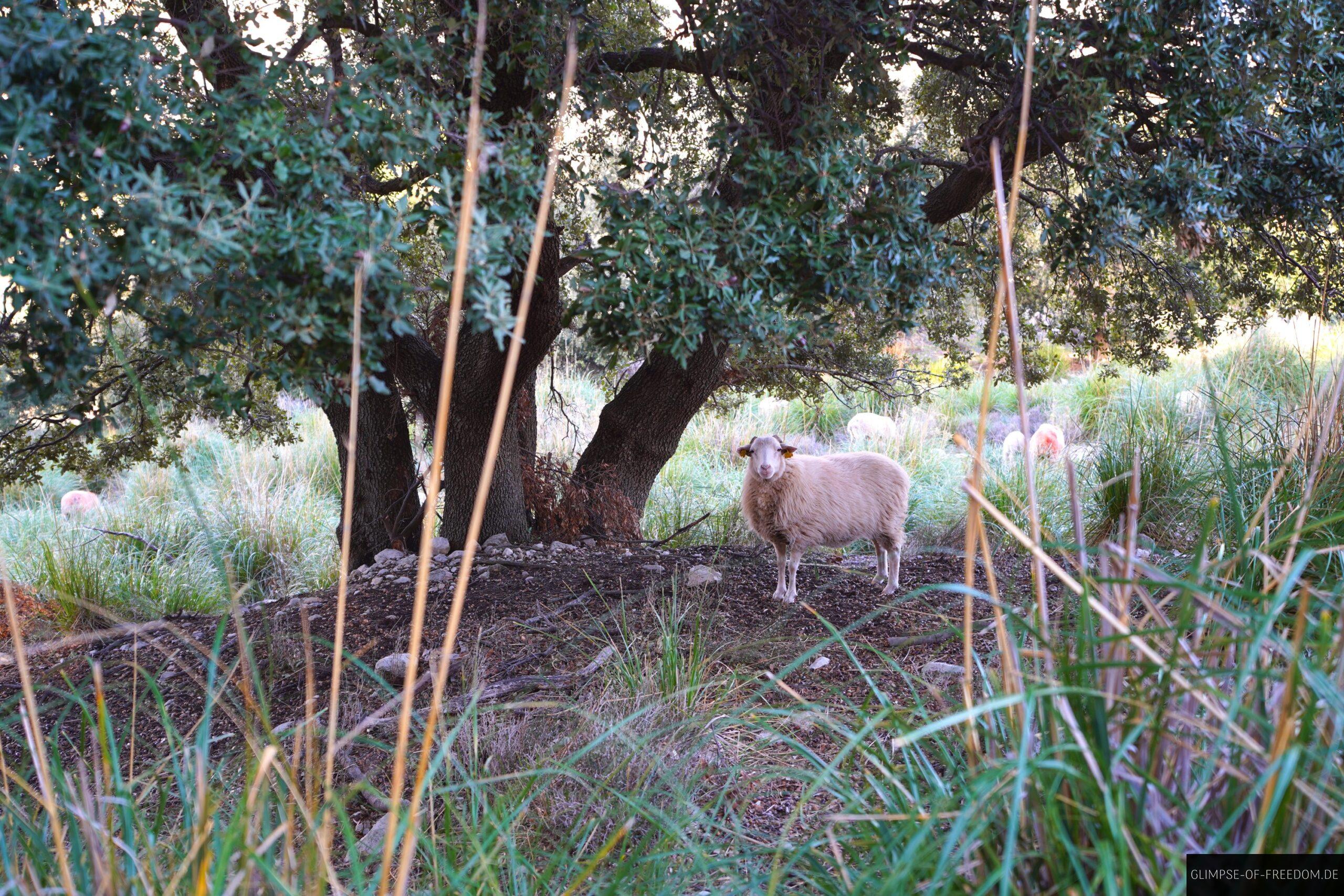 Schafe auf der Puig des Tossal Verds Tour scaled Schafe auf der Puig des Tossal Verds Tour