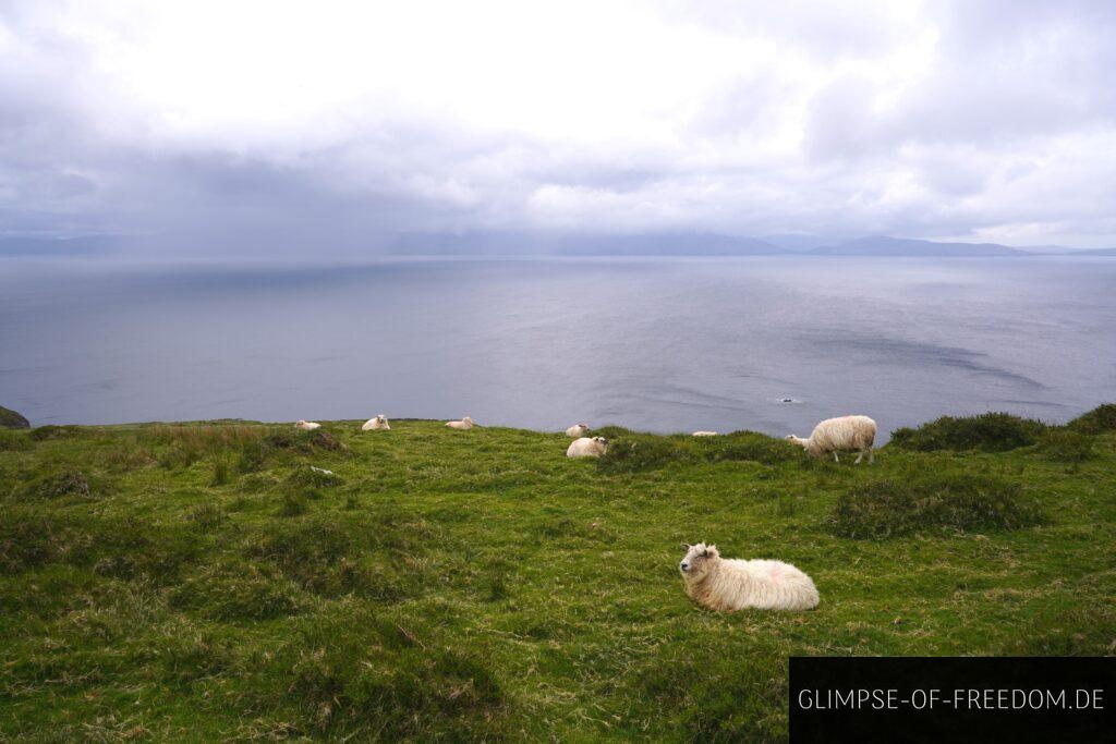 Schafe grasen am Meer