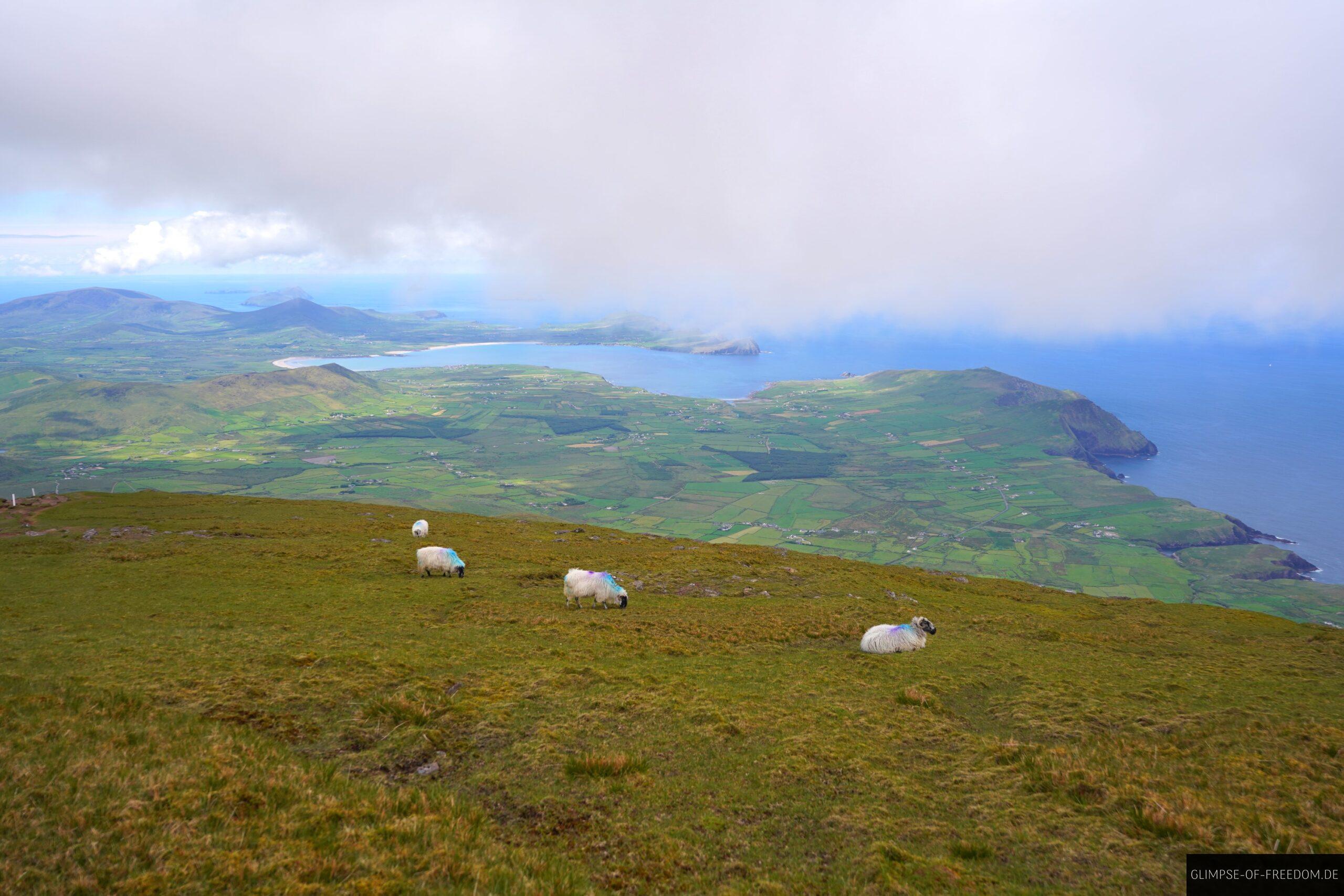 Schafe grasen am Mount Brandon scaled Schafe grasen am Mount Brandon