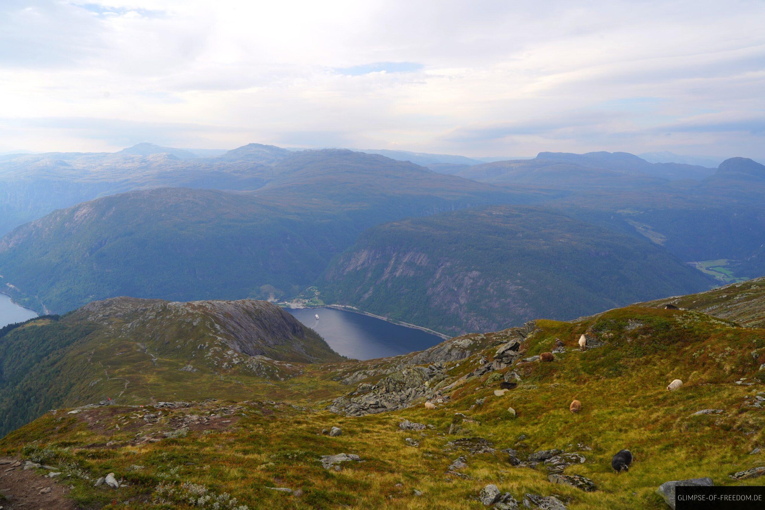 Schafe grasen am Oksen scaled Schafe grasen am Oksen