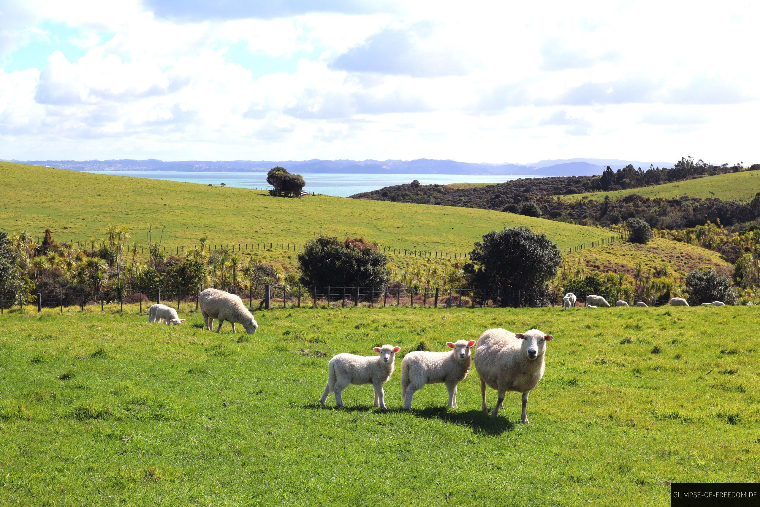 Schafe im Shakespeare Regional Park scaled Schafe im Shakespeare Regional Park