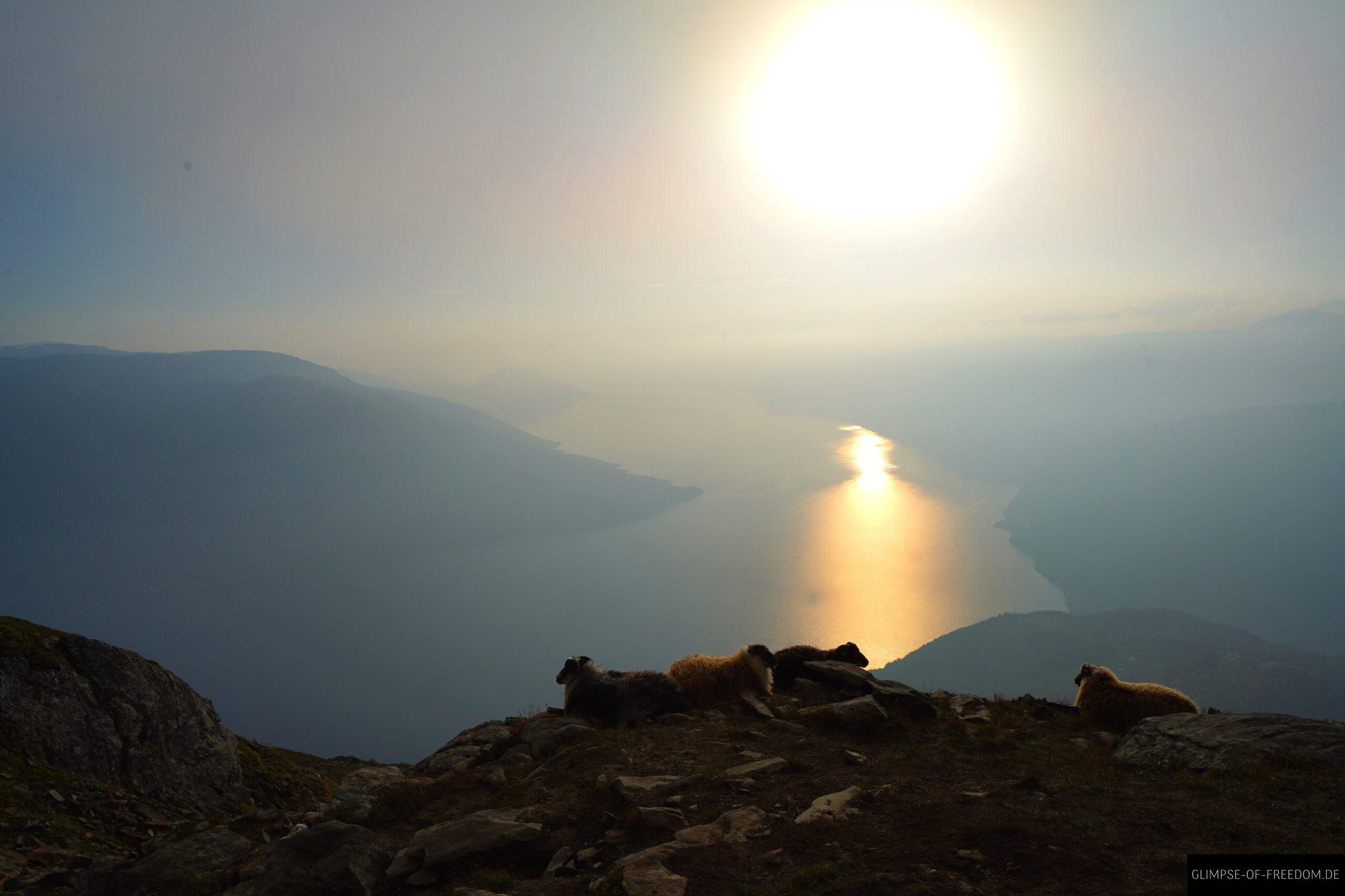 Schafe im Sonnenuntergang scaled Schafe im Sonnenuntergang