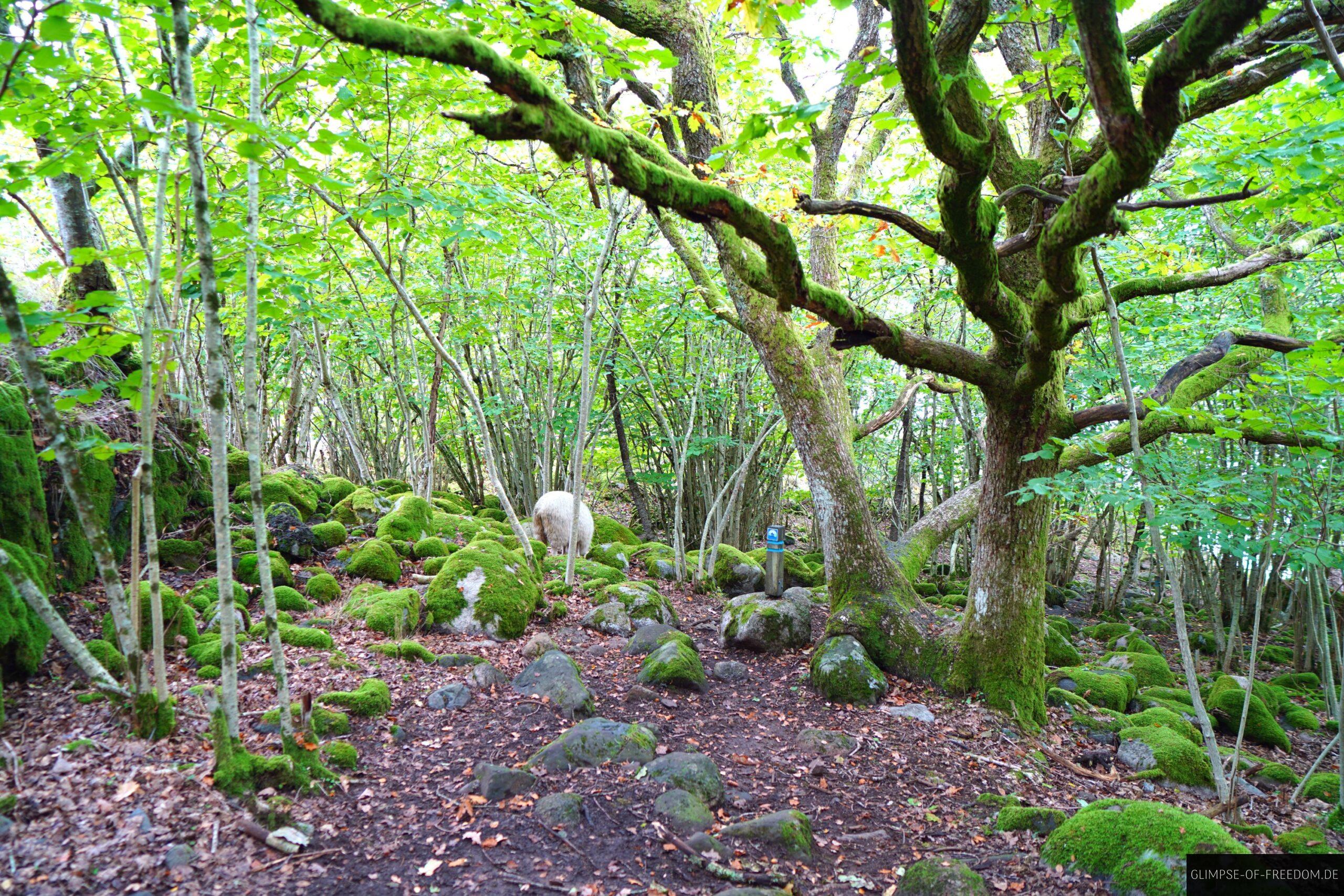 Schafe im Wald scaled Schafe im Wald