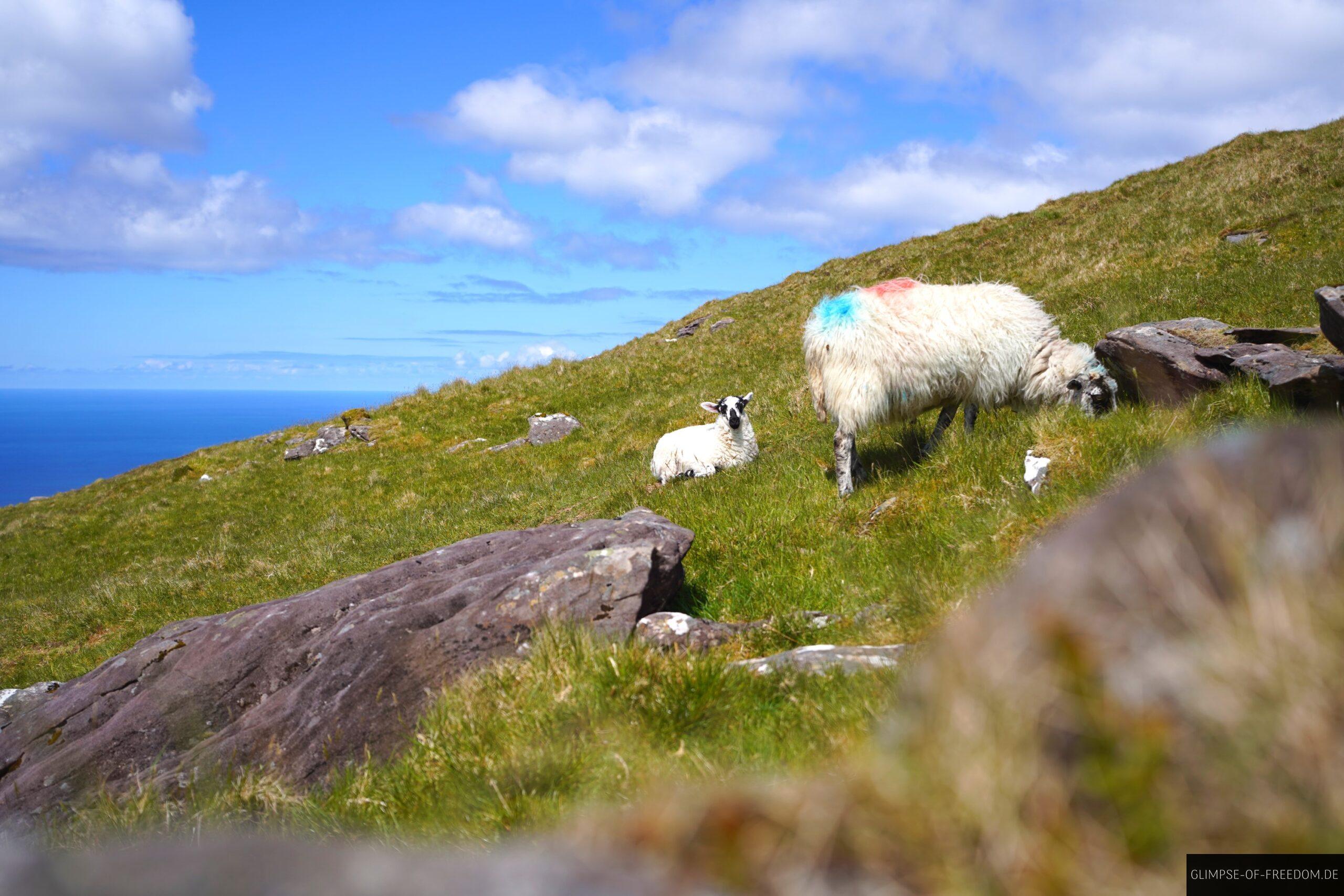 Schafe in den irischen Bergen scaled Schafe in den irischen Bergen