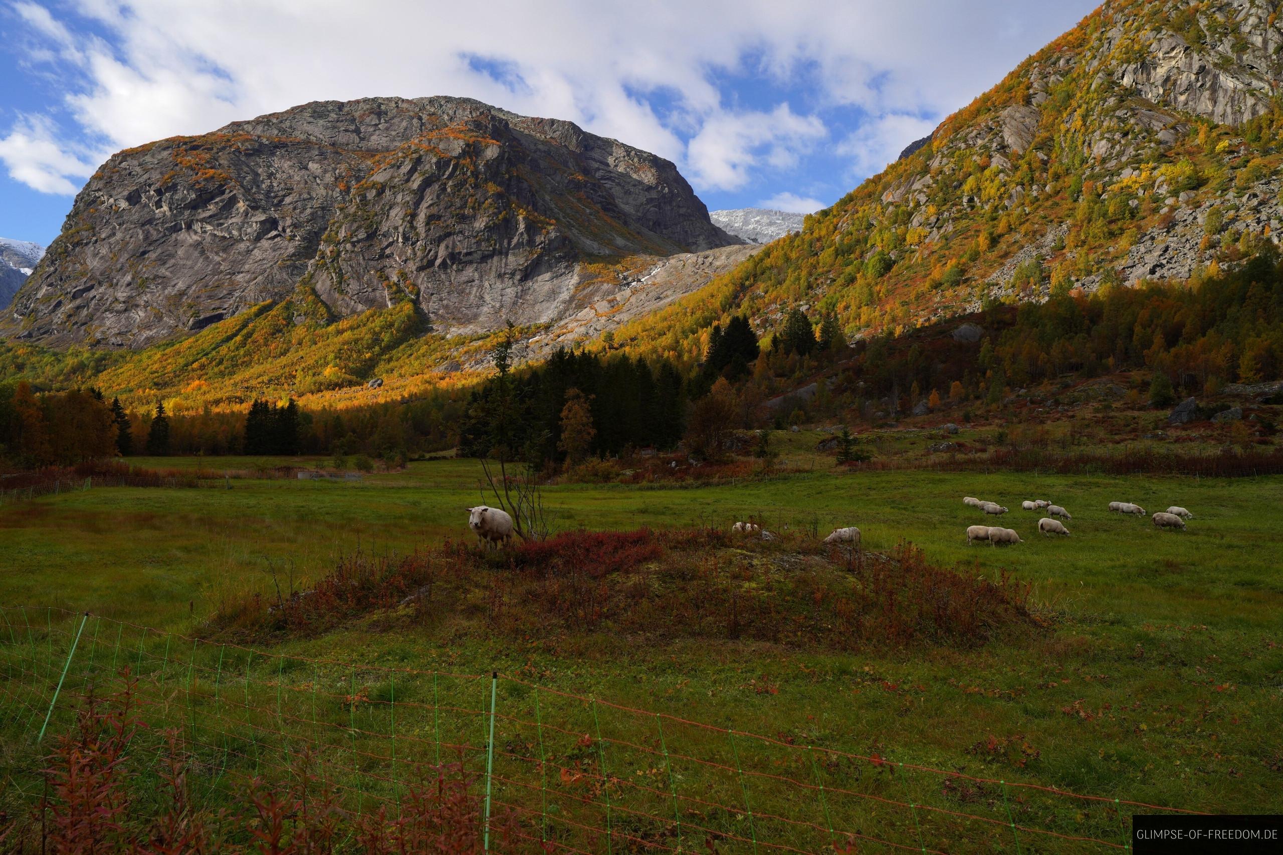 Schafe in der Bergsetbreen Landschaft Schafe in der Bergsetbreen Landschaft