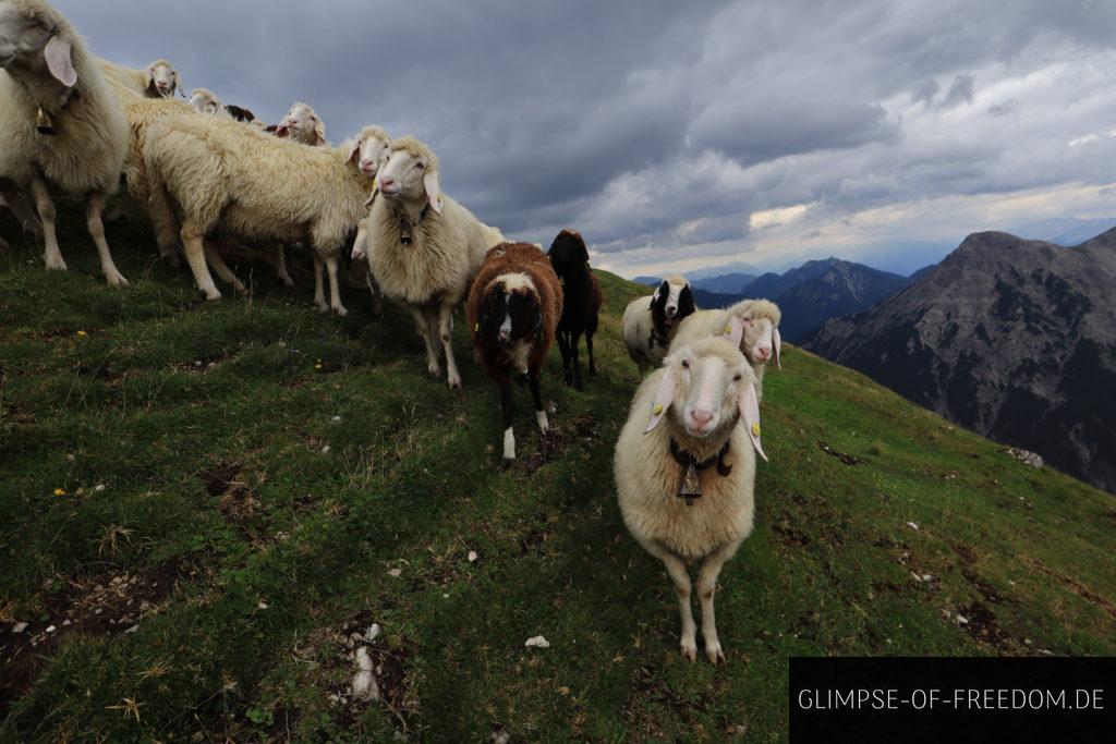 Schafe weiden auf dem Kuchelbergkopf