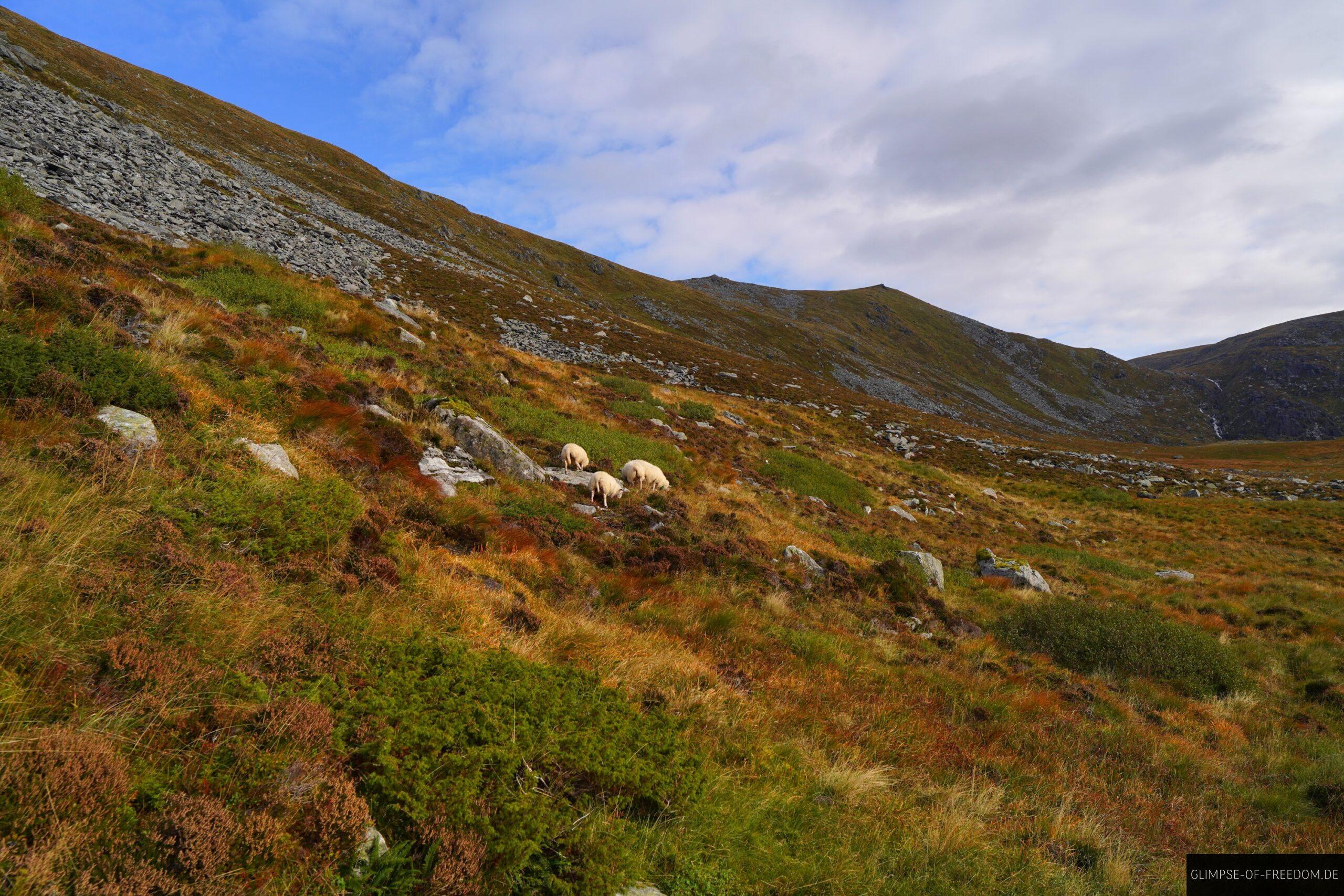 Schhafe in dern Bergen Bremangerlandets scaled Schhafe in dern Bergen Bremangerlandets