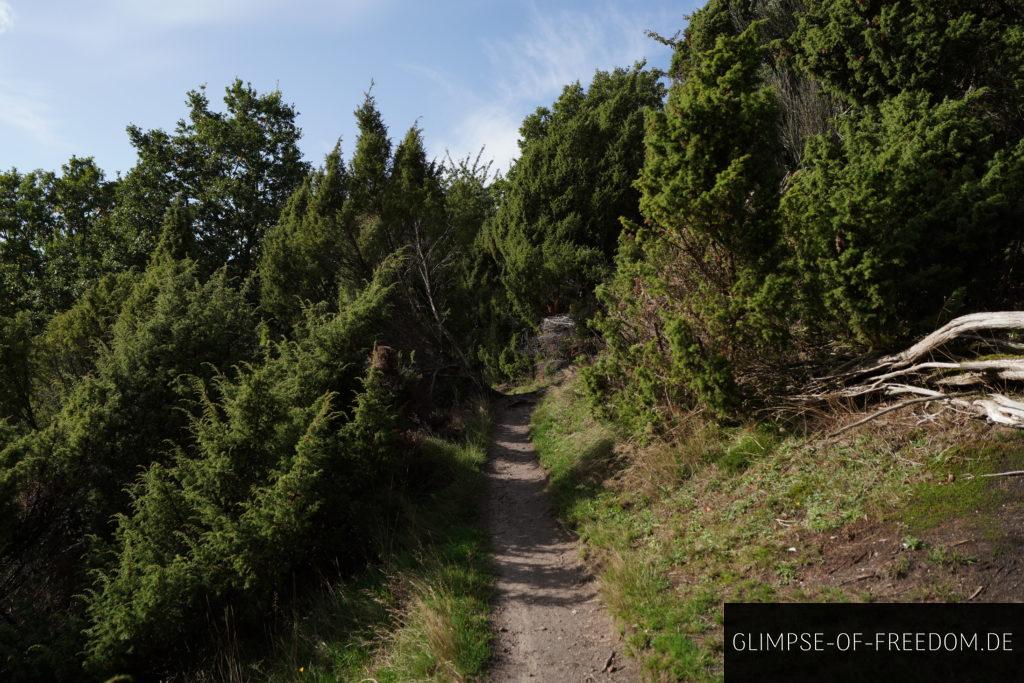 Schmaler Pfad auf der Bramslev Bakker Panoramaroute