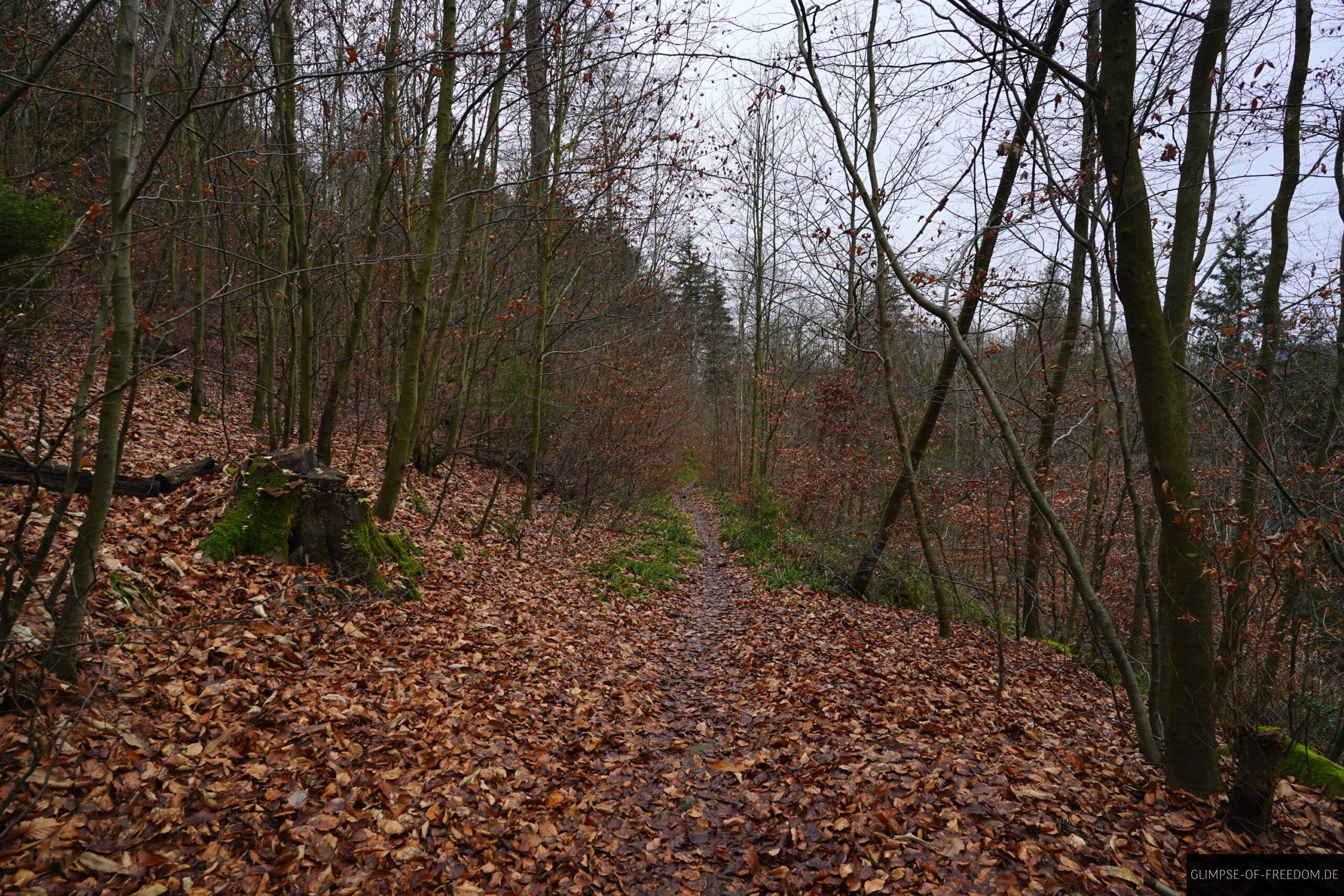 Schmaler Waldweg durch Laub scaled Schmaler Waldweg durch Laub