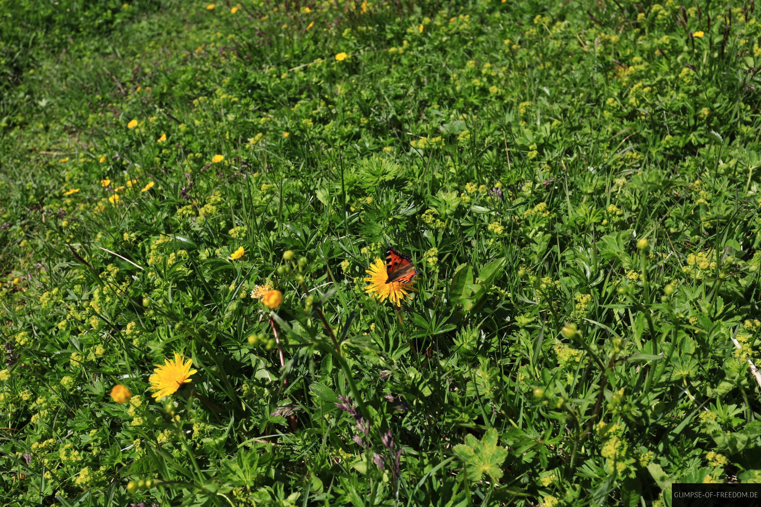 Schmetterling auf der Bergwiese scaled Schmetterling auf der Bergwiese