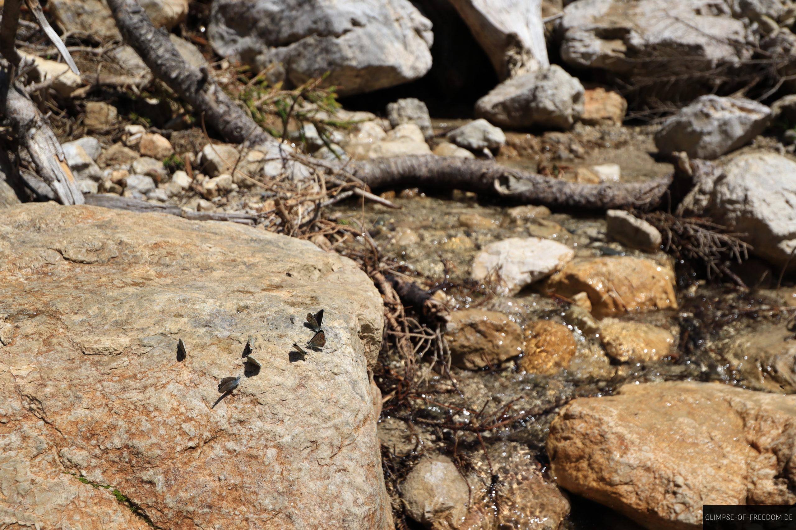 Schmetterlinge am Wasser in den Bergen scaled Schmetterlinge am Wasser in den Bergen