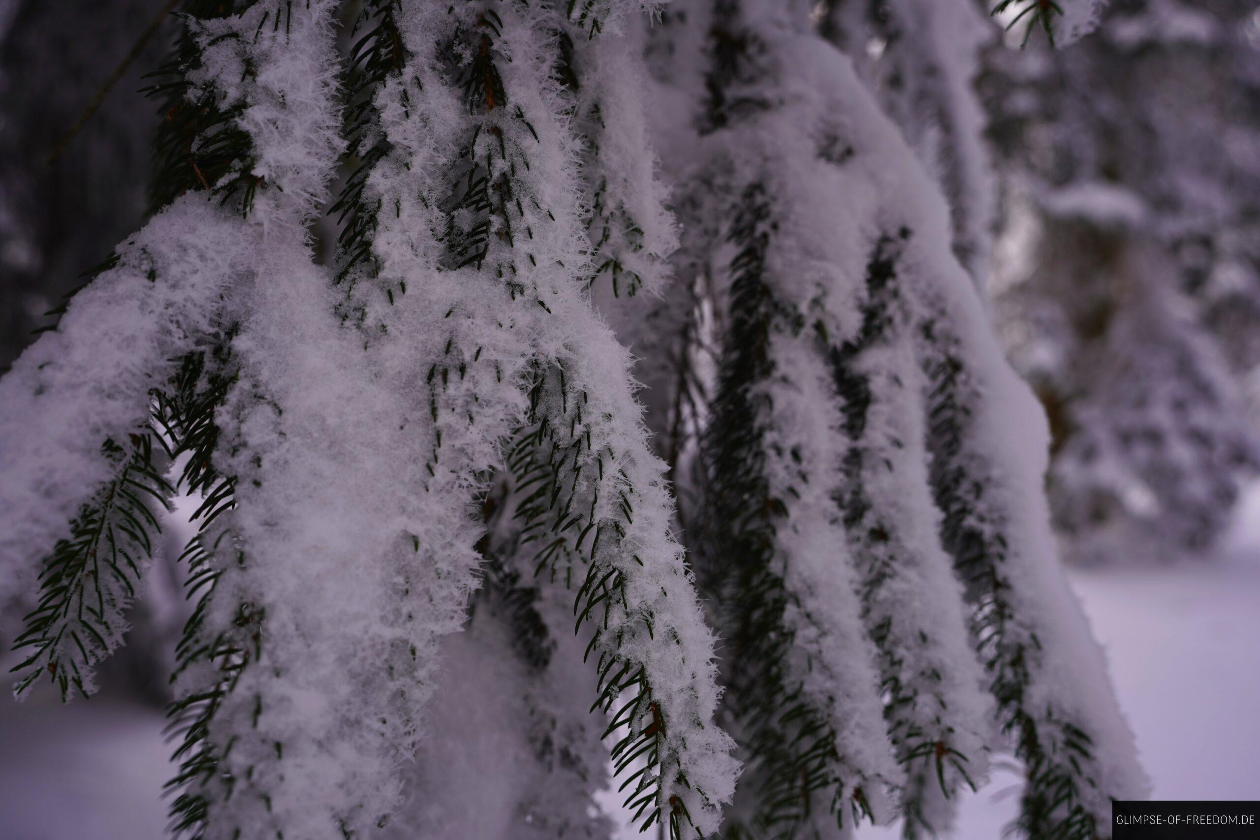 Schnee am Zeller Horn scaled Schnee am Zeller Horn