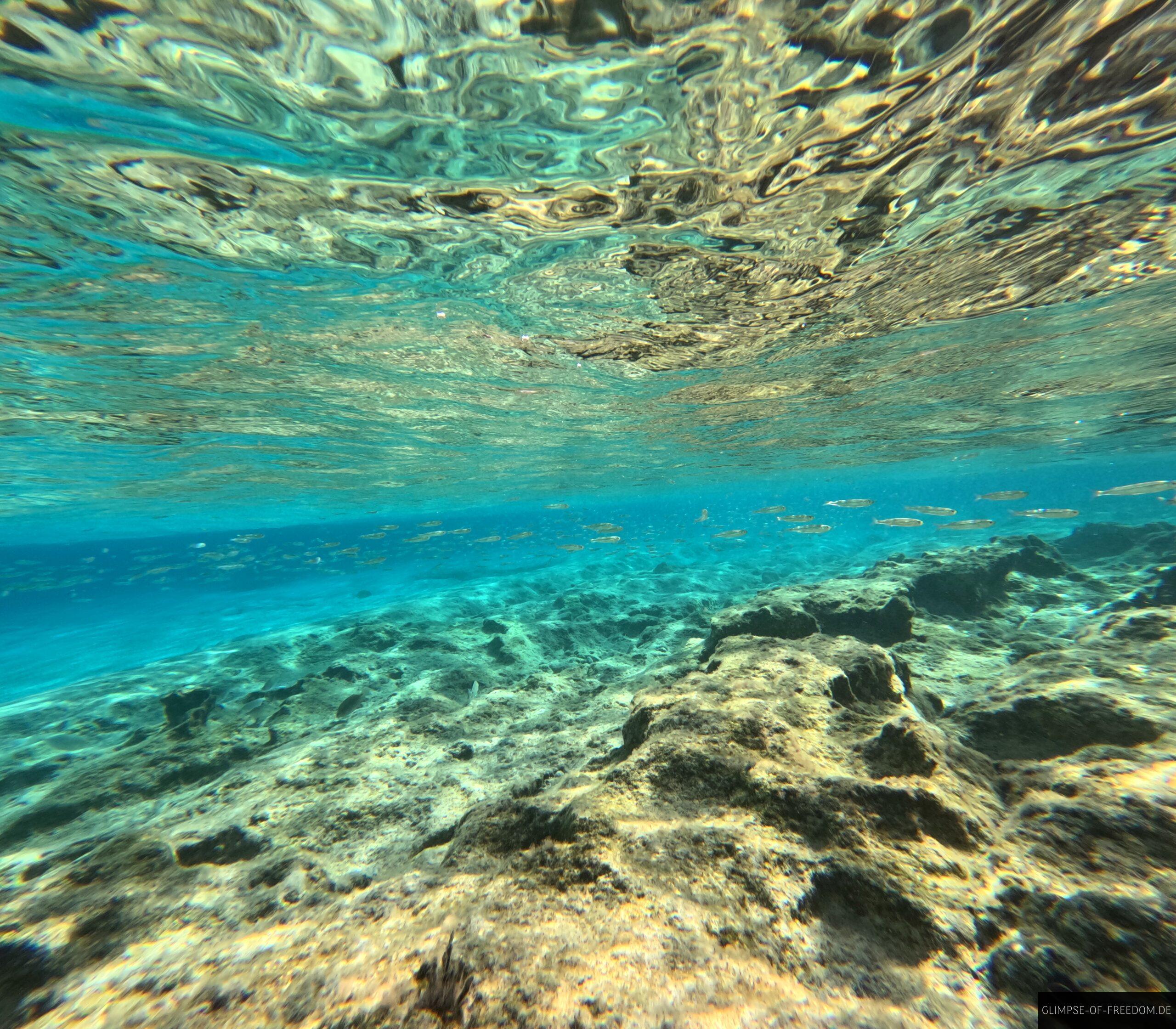 Schnorcheln mit dem Fiscschwarm scaled DCIM100GOPROGOPR4417.JPG