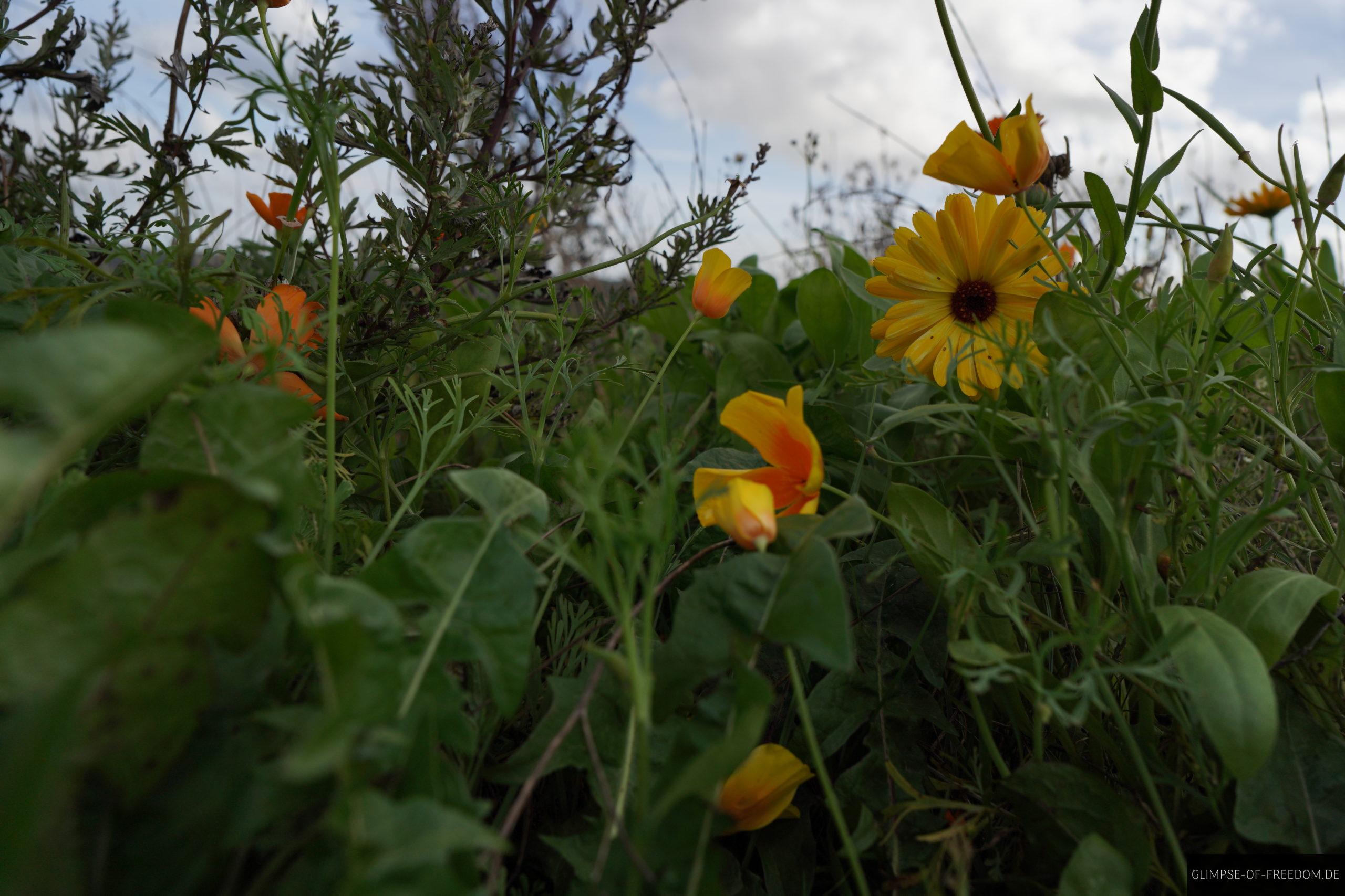 Schoene Blumen bei Bramslev Bakker scaled Schöne Blumen bei Bramslev Bakker