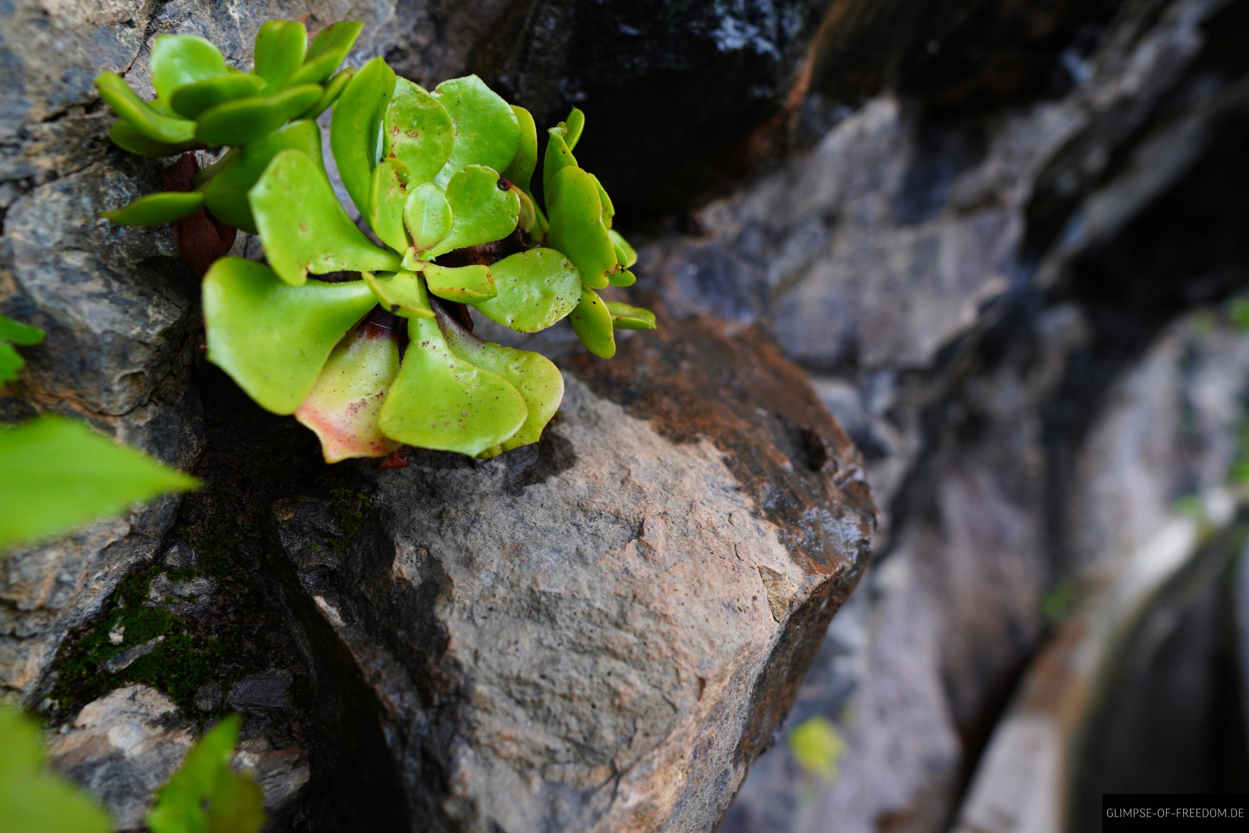 Schoene Pflanzen im Fels Schöne Pflanzen im Fels